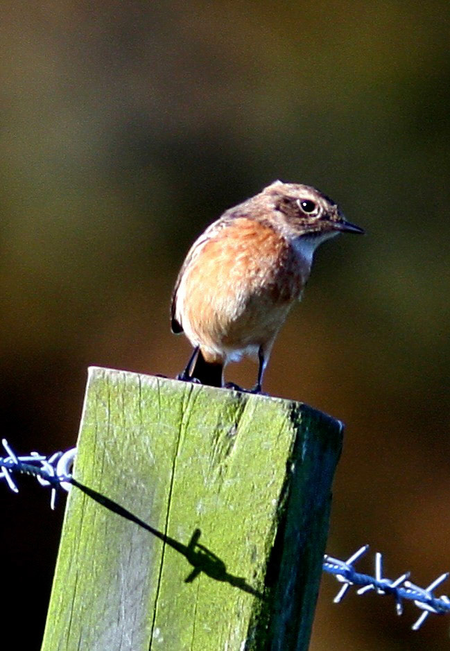 Loch of Strathbeg Please see my other Photographs at: http://www.jamespdeans.co.uk/