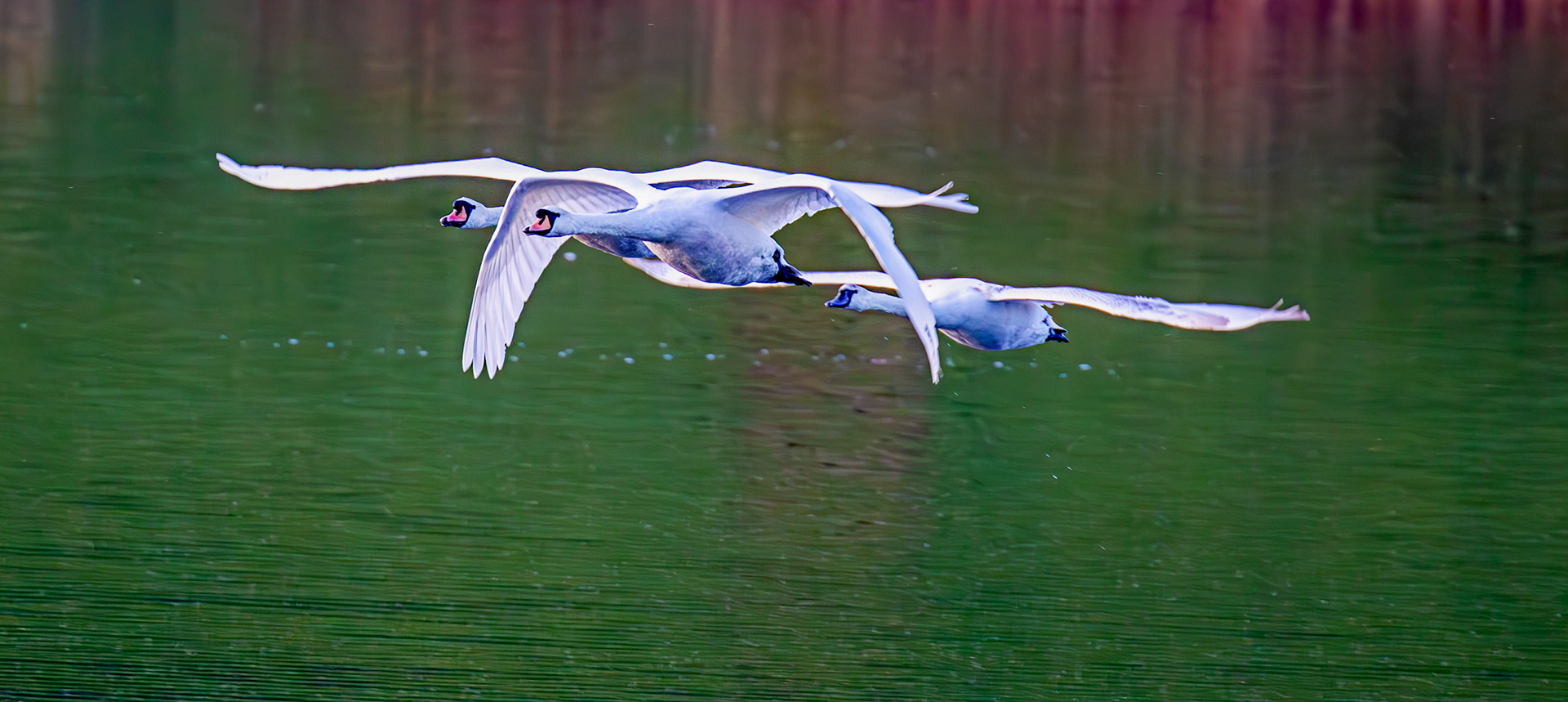 Mute Swans at Linlithgow Loch 18 March 2026