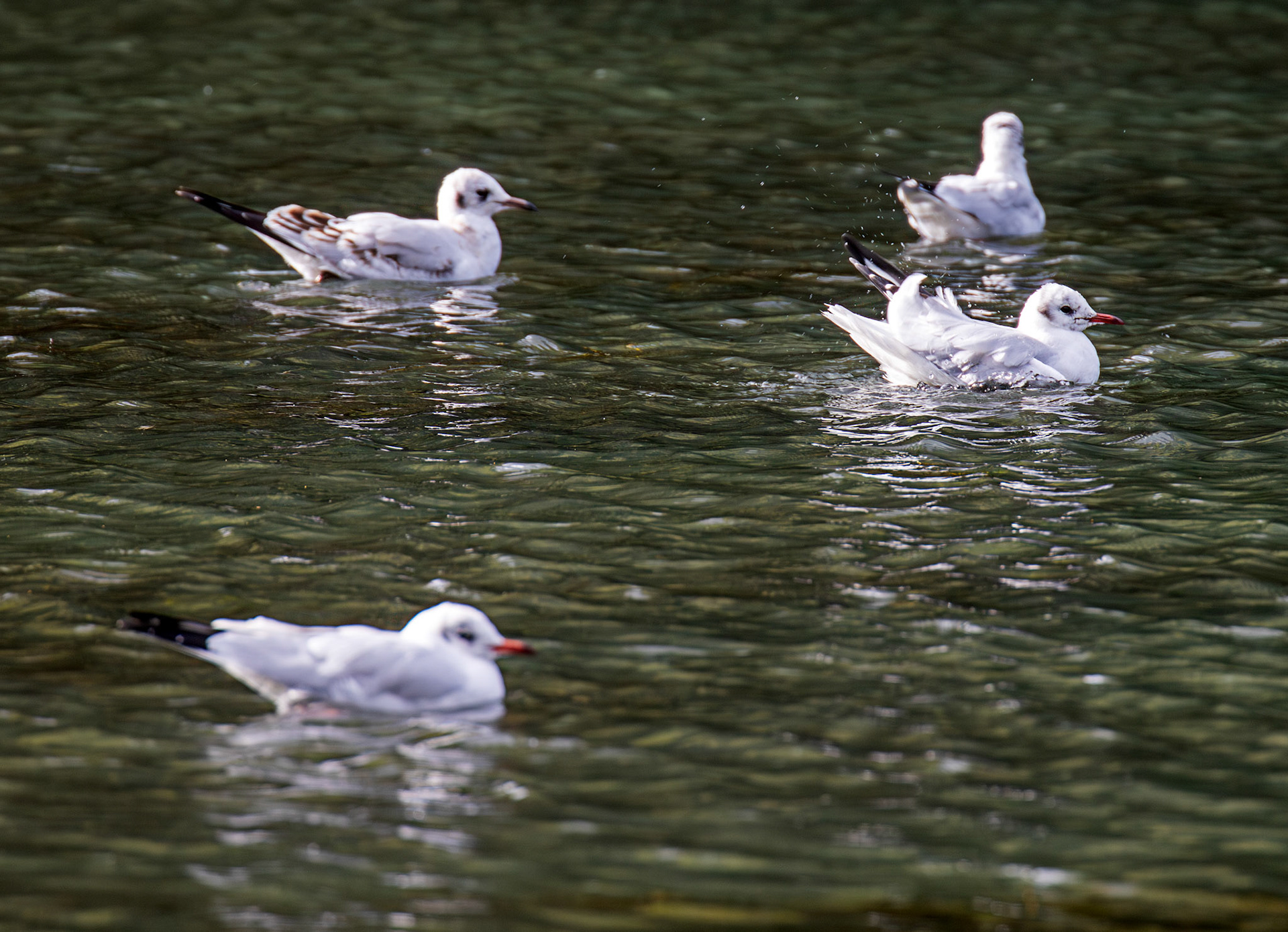 Livingston 02 October 2024