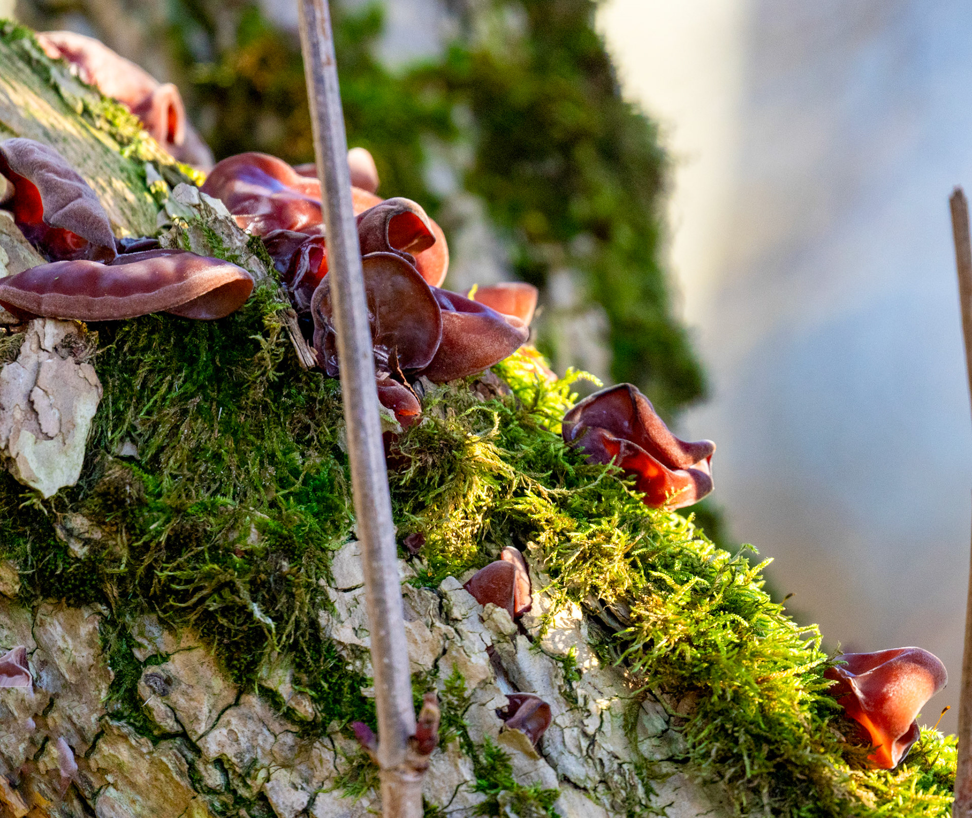 Loch of Kinnordy 30 December 2025