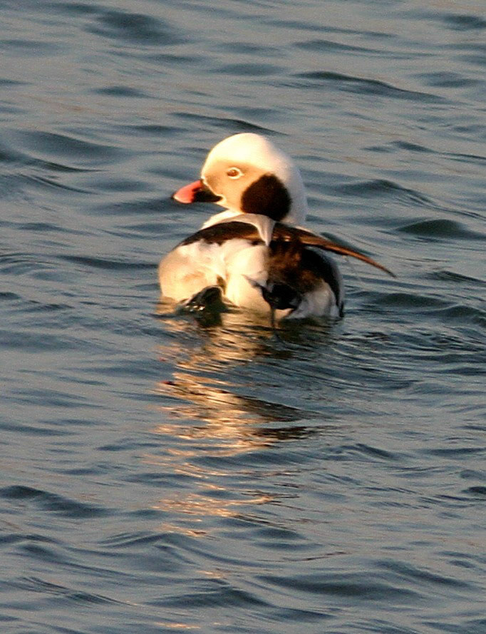 Long-tailed duck at Port Errol, Cruden BayPlease see my other bird Photographs at:http://www.jamespdeans.co.uk/p335071268