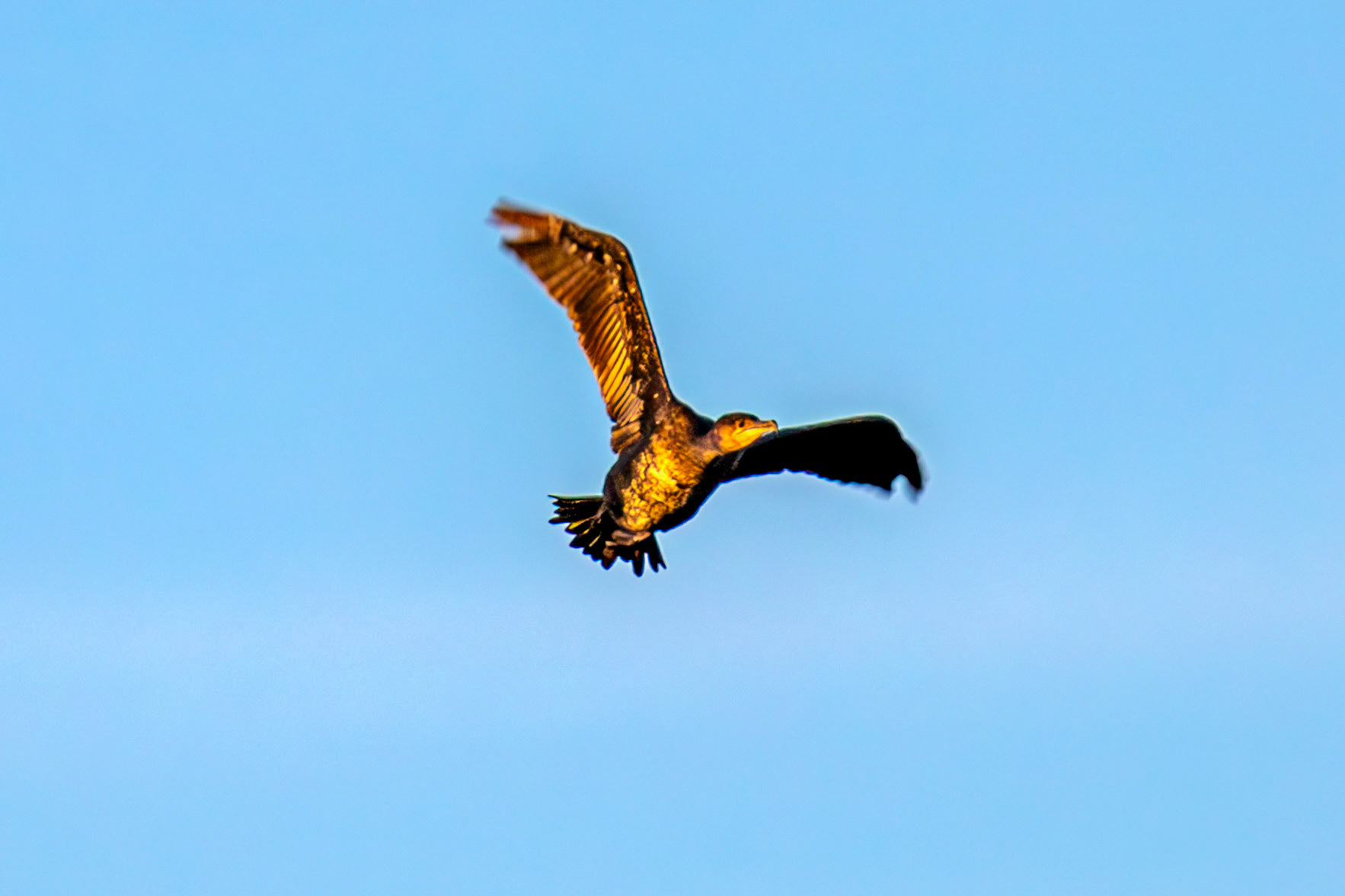 Atlantic Great Cormorant at Harperrig 14 October 2024