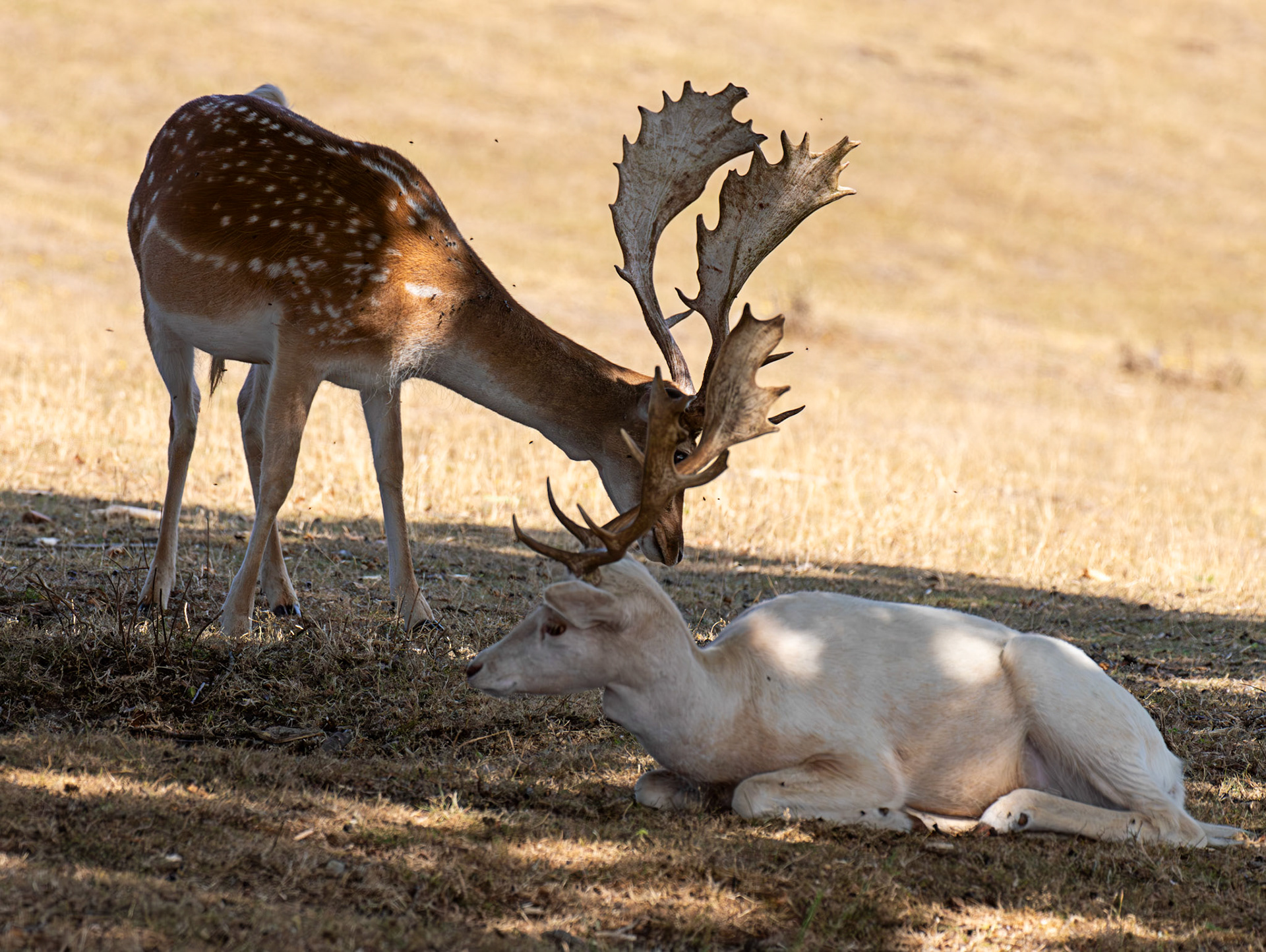 Fallow Deer - Knowle Park, Kent 23 Aug 2025