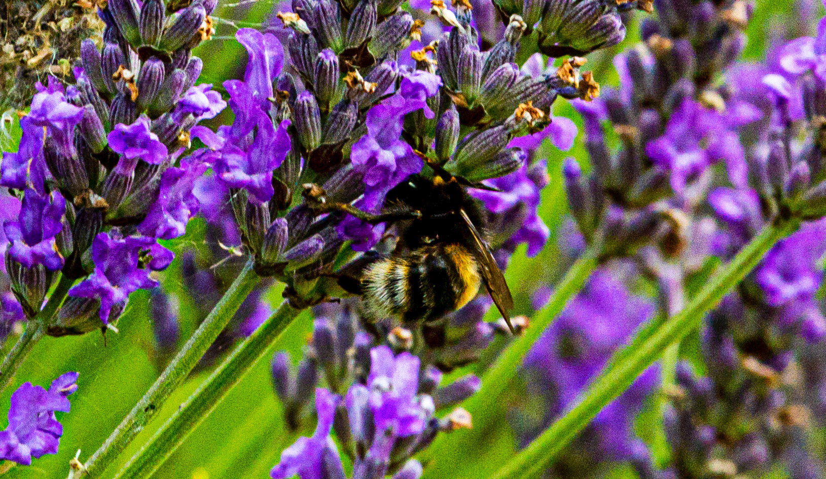 I spent an amazing few hours at Scottish Lavender Oils. They are so dedicated to nature and not to profit!