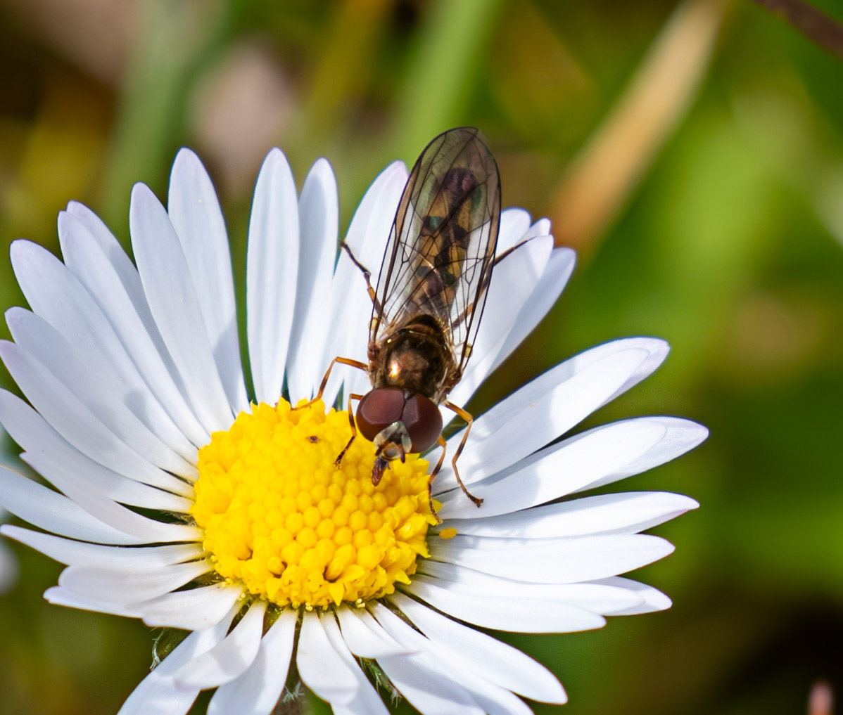 hoverfly, male Sphaerophoria scripta - Path of Condie 11 May 2025