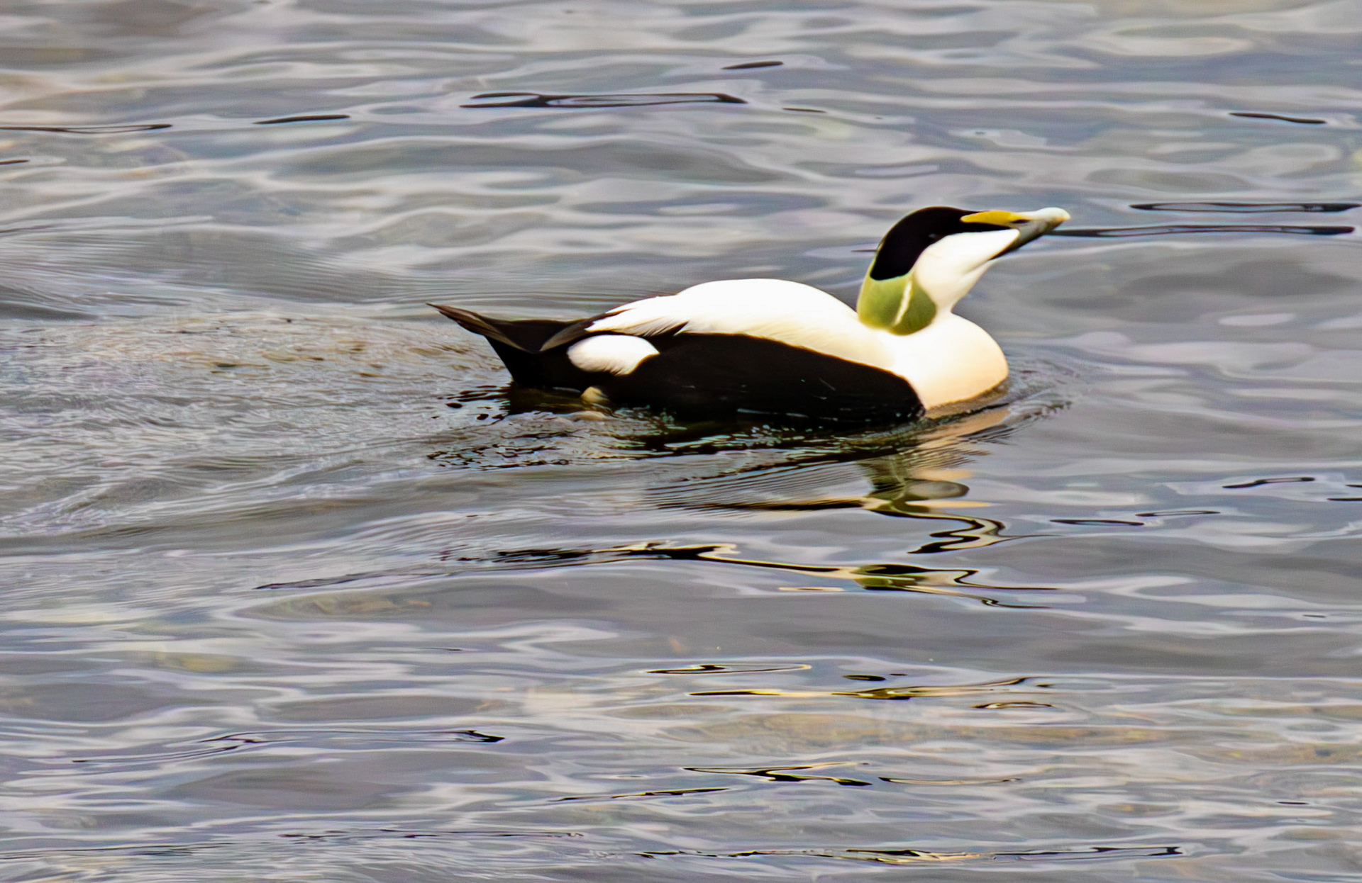 Eider - Gourock 26 March 2025