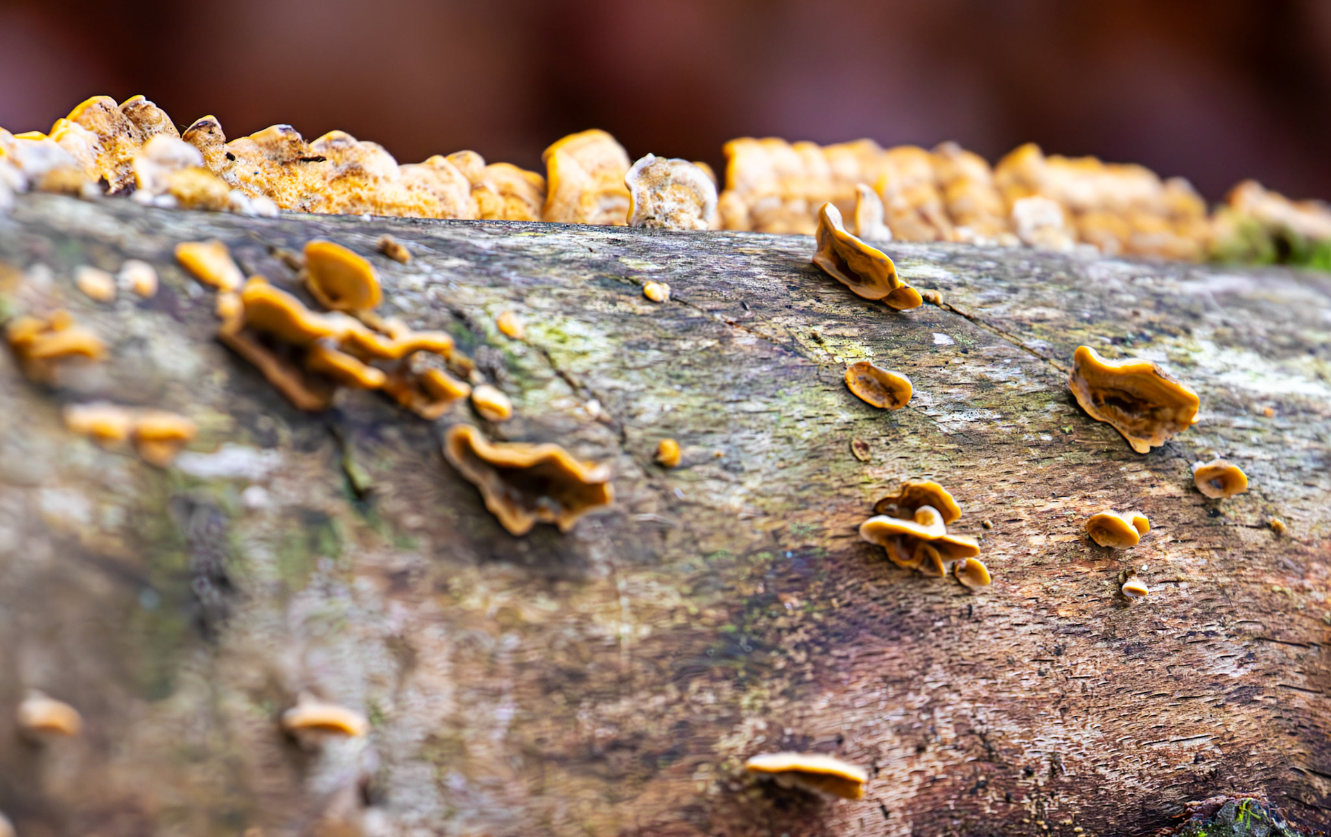 Hermand Birch Wood 13 November 2024