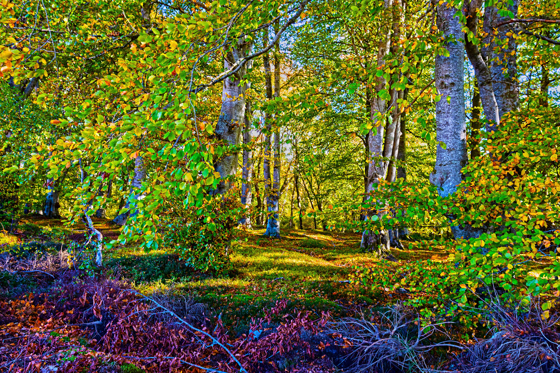 Autumn in Aberdeenshire 14 to 16 October 2022