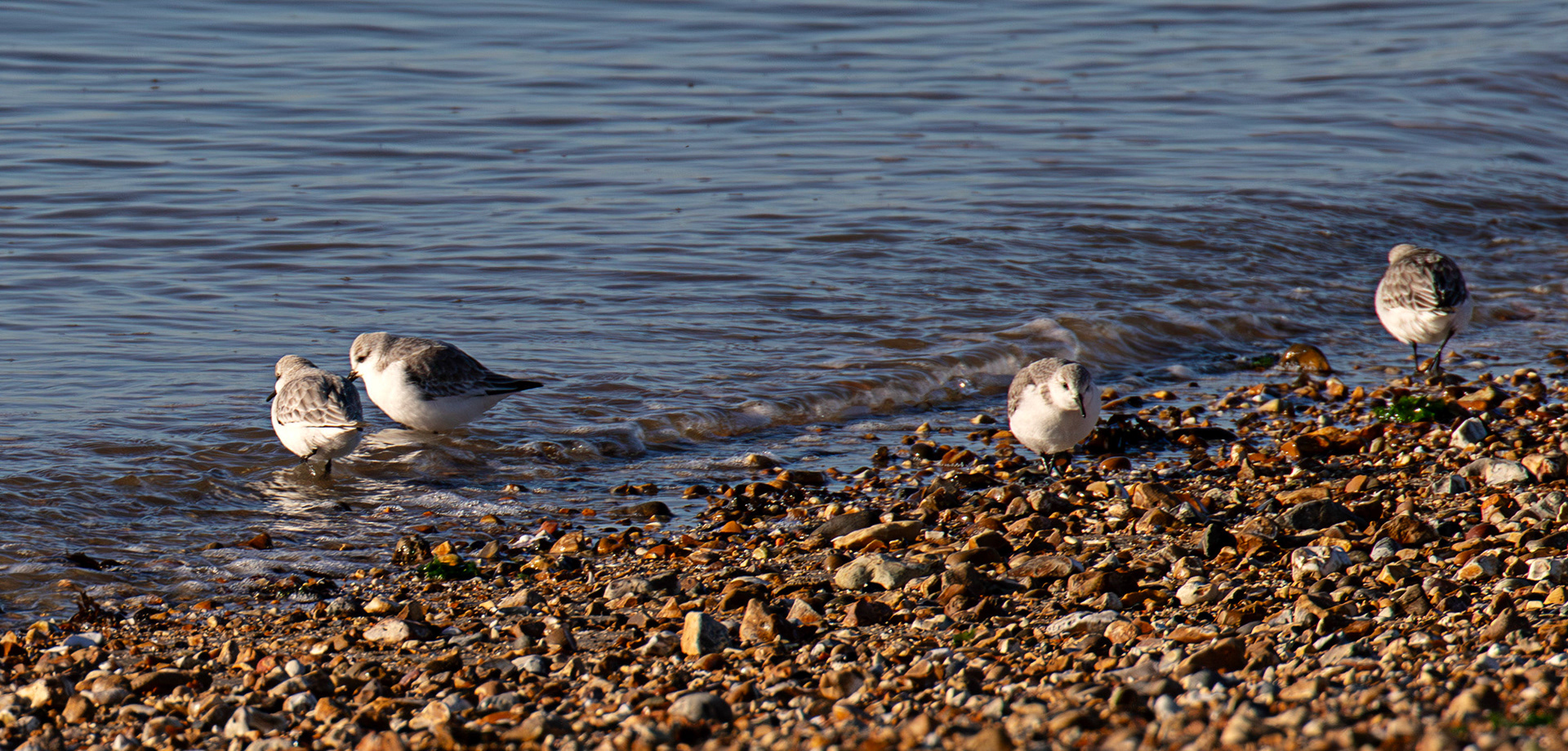Sanderling at Titchfield Haven 02 January 2025
