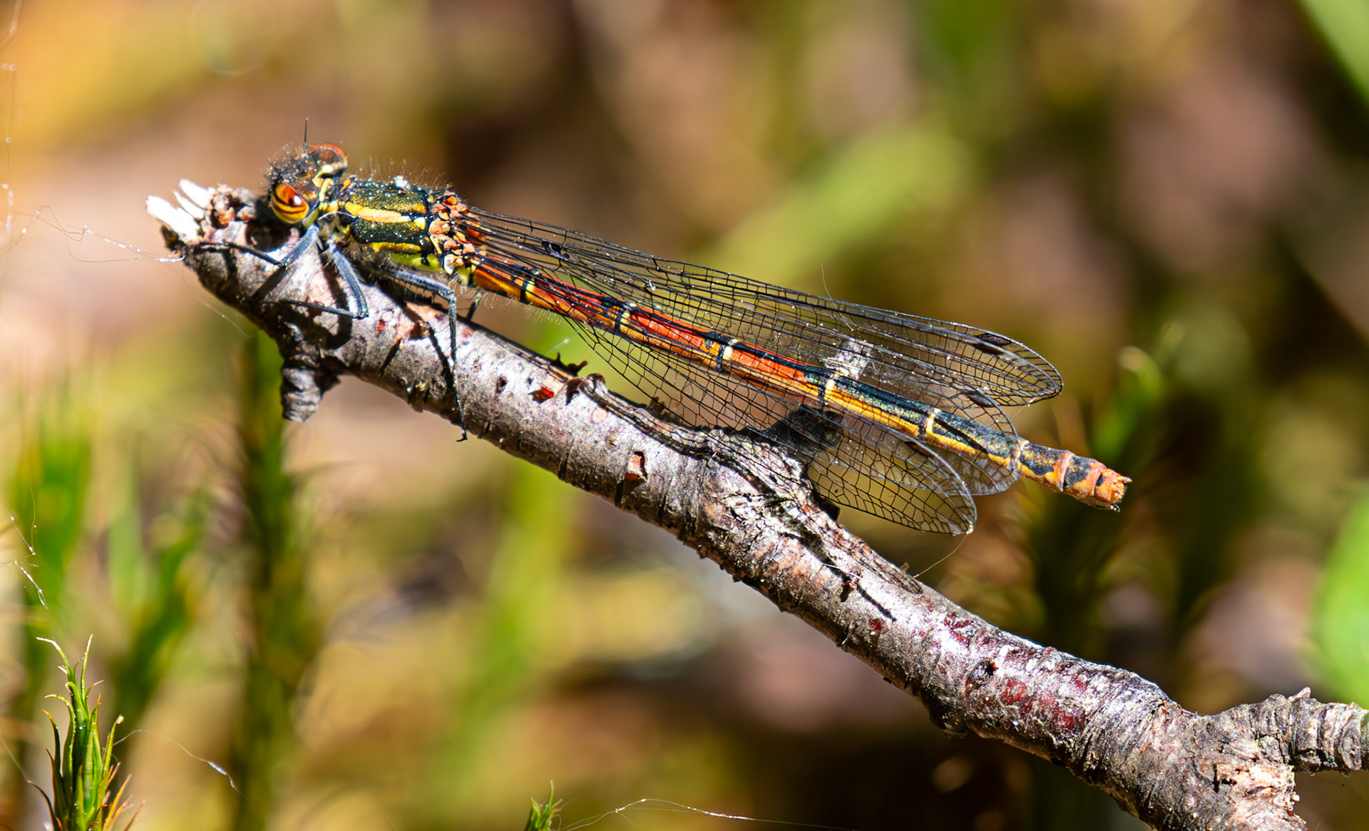 Large Red Damselfly (Pyrrhosoma nymphula) - Tailend Moss, Livingston, West Lothian  21 May 2025
