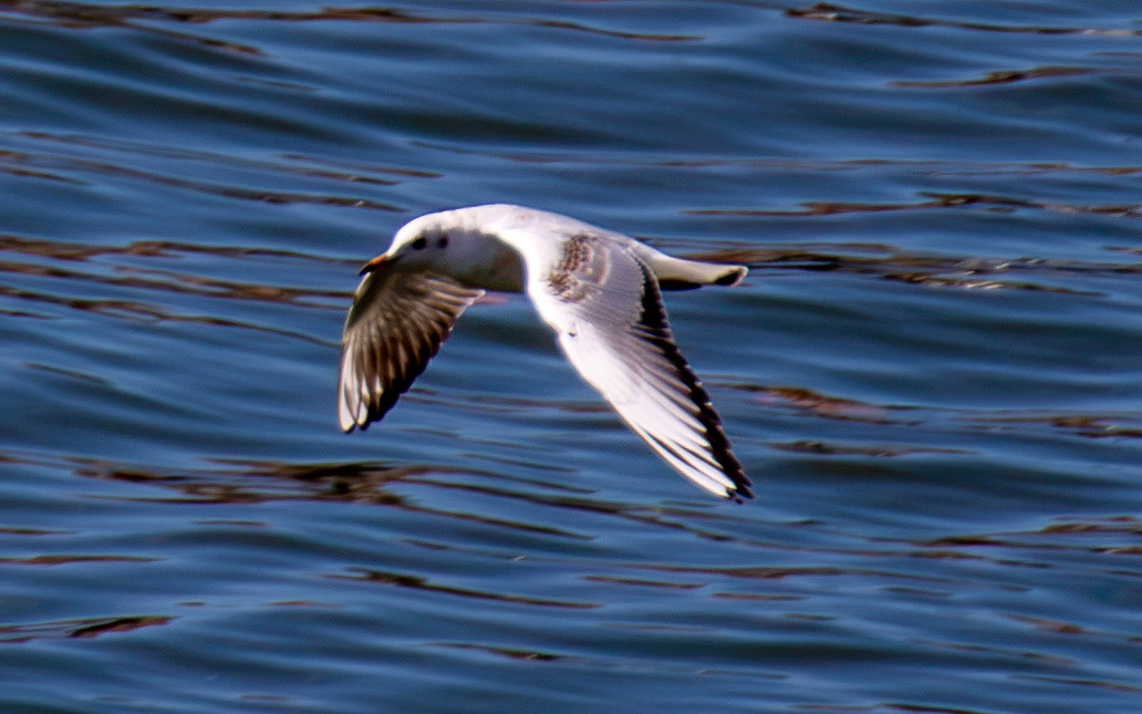 Black headed gull - Porto 27 August 2026