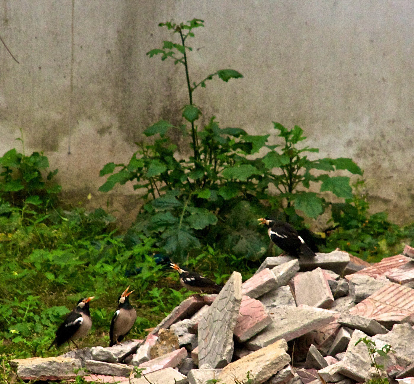 BangladeshPlease see my other Photographs at: http://www.jamespdeans.co.uk/