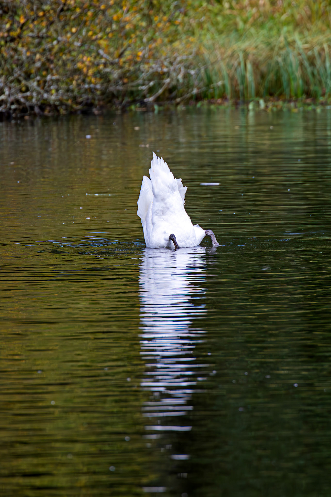 Mute Swans at Beecraigs 24 September 2024