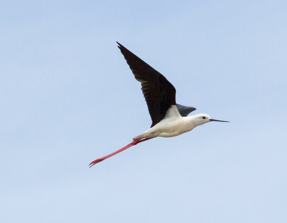 Black-Winged Stilt in Tavira, Algarve, Portugal. Please see my Photographs of Portugal at: http://www.jamespdeans.co.uk/p116503744