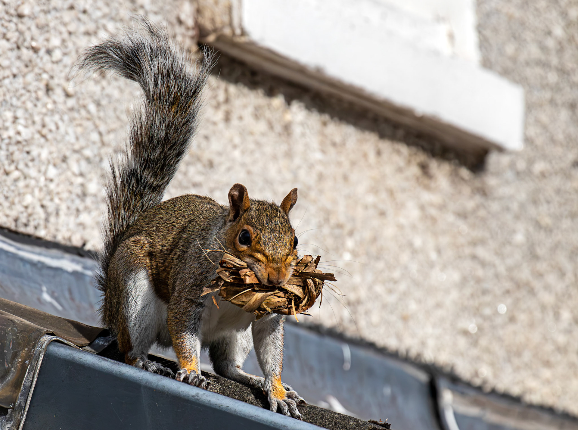 Grey Squirrel with nest materials - Deans 31 July 2026