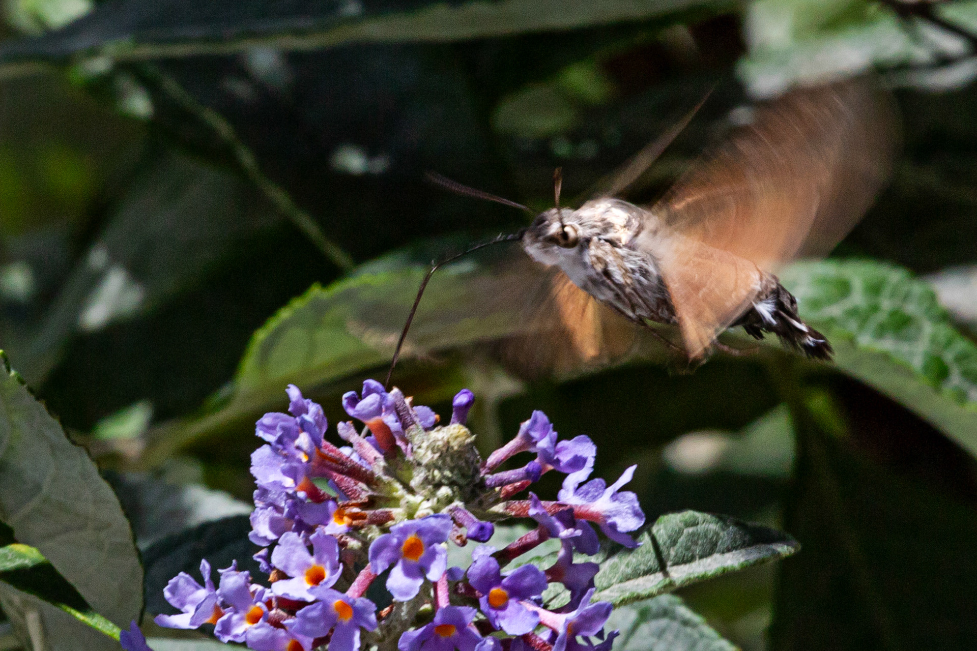 Humming Bird Hawk Moth - Siena 26 June 2024