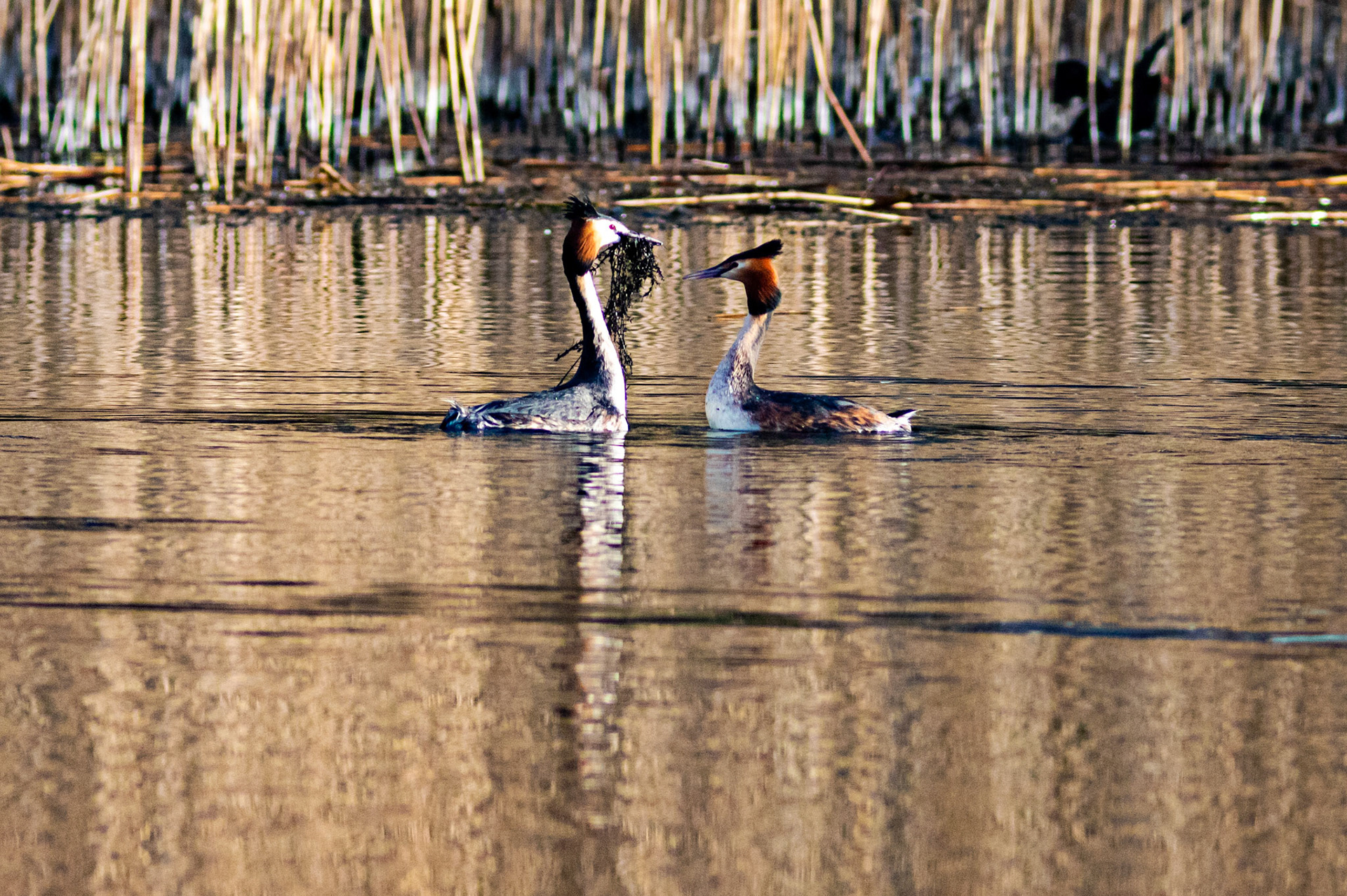 Displaying Great Crested Grebes at Linlithgow Loch - 09 March 2021Please see my other photos at JamesPDeans.co.uk