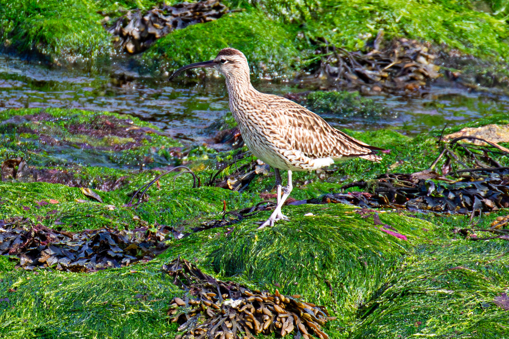 Whimbrel at Brough 03 May 2026