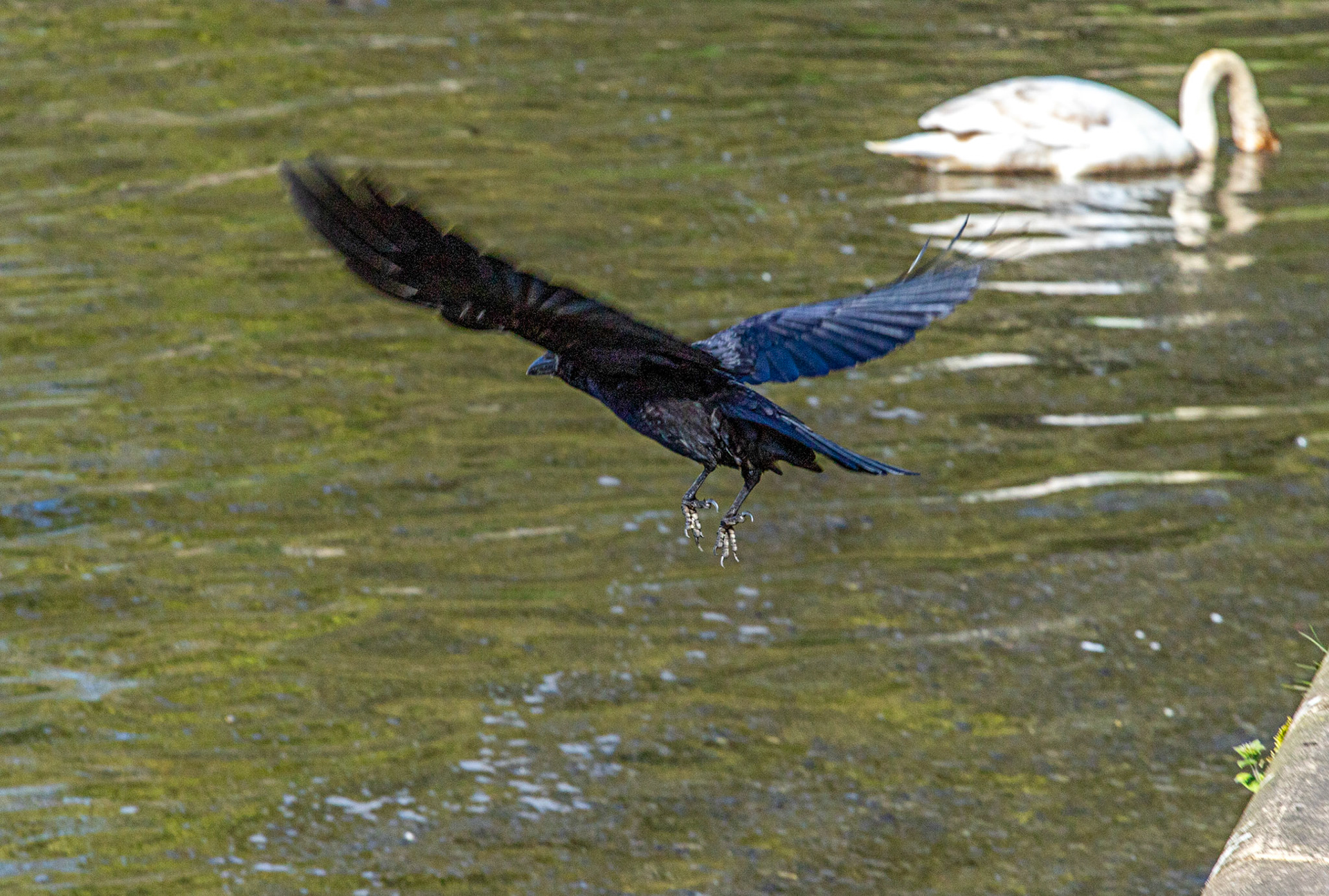 Linlithgow Loch 26 April 2024
