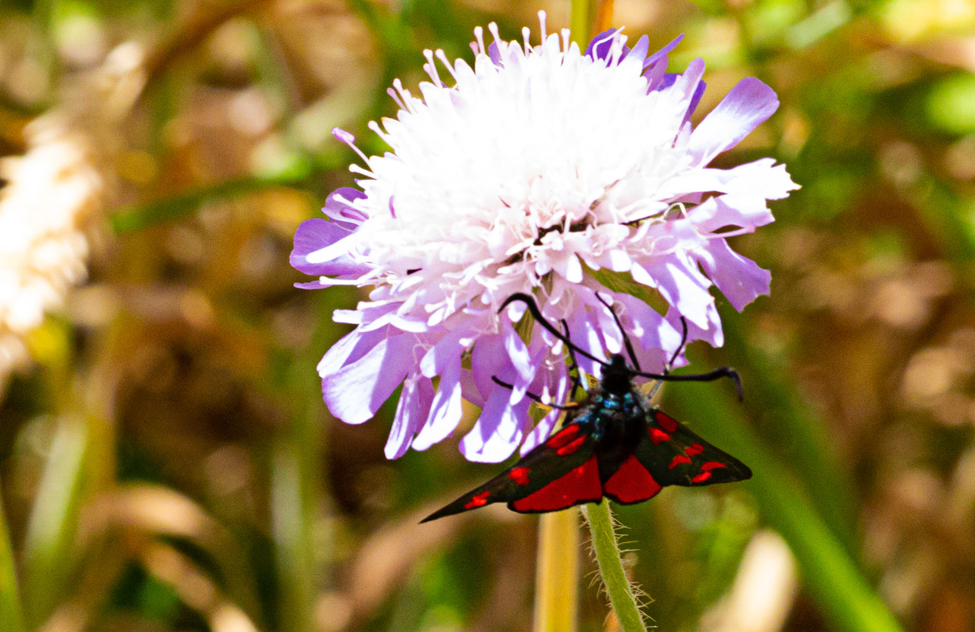 Mottistone IOW 16 July 2022