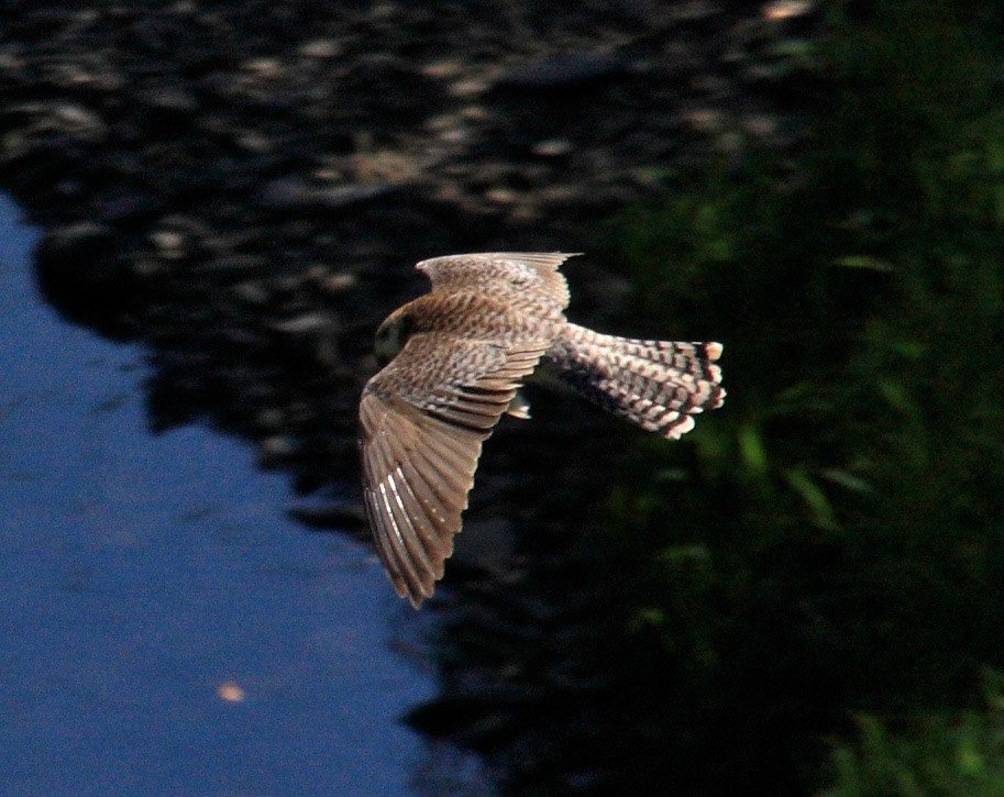Almondell &amp; CalderwoodPlease see my other Photographs at: http://www.jamespdeans.co.uk/