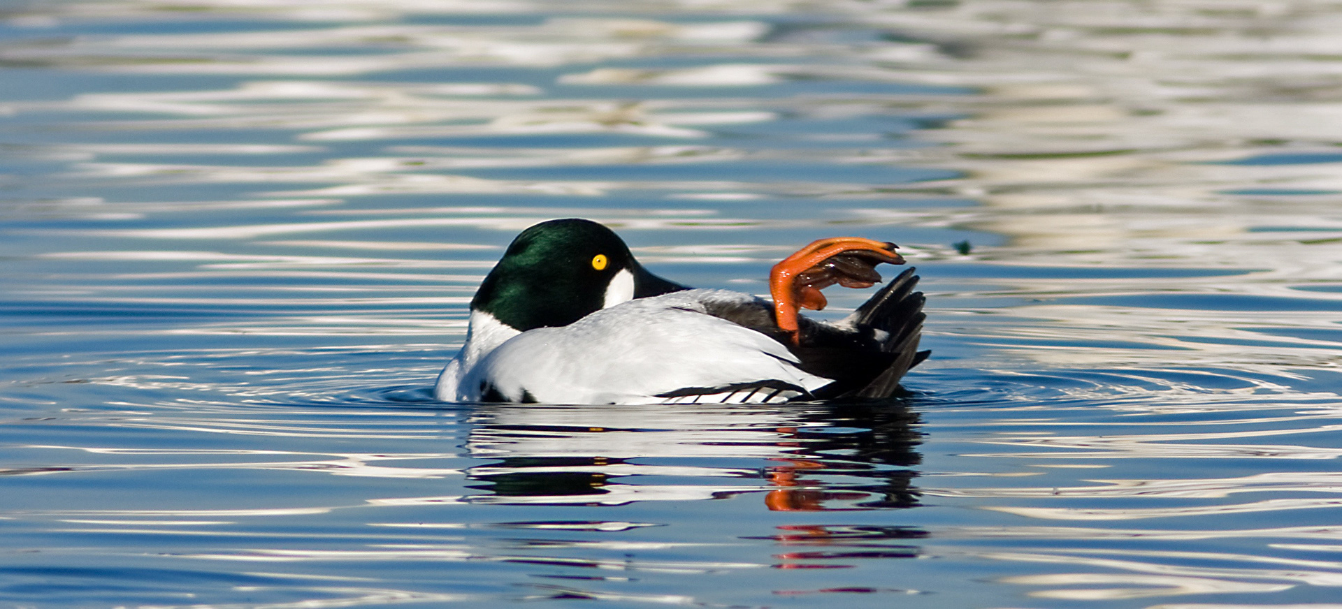 Hogganfield LochPlease see my other Photographs at: http://www.jamespdeans.co.uk/