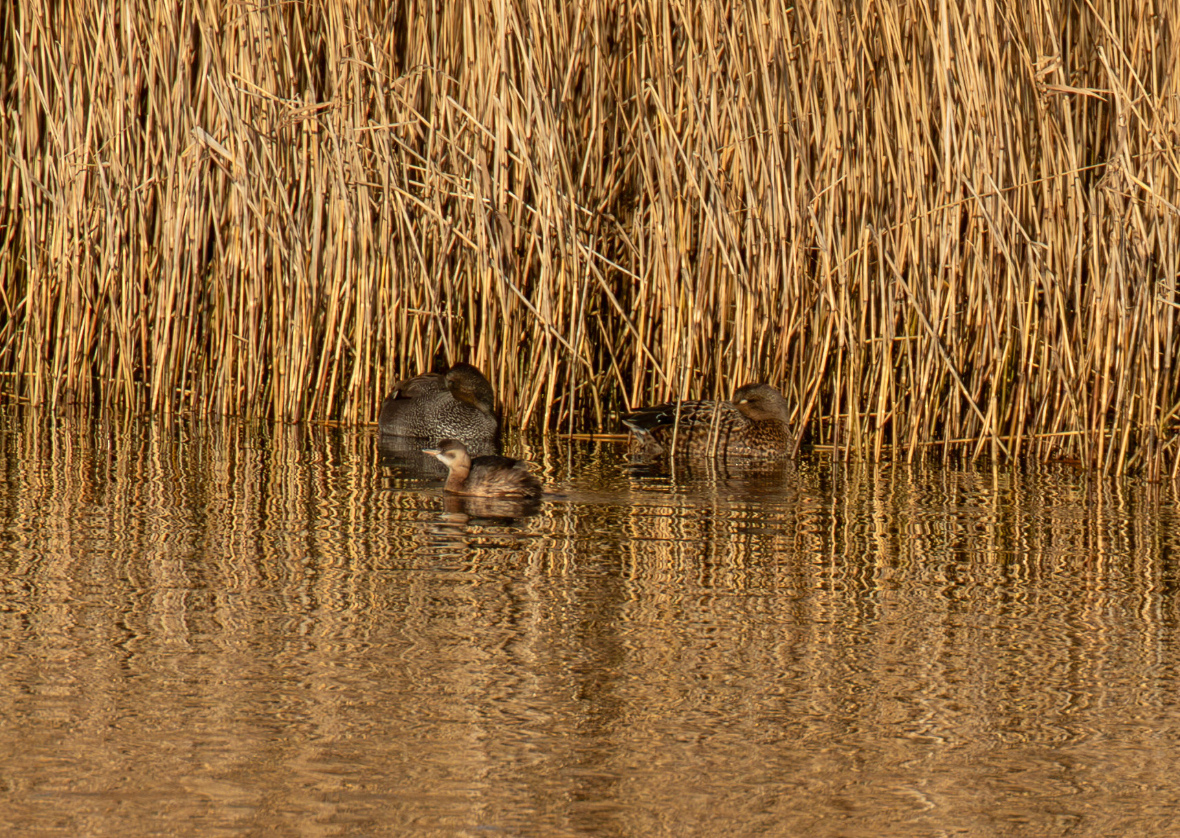 Little Grebe at Titchfield  Haven 02 January 2025