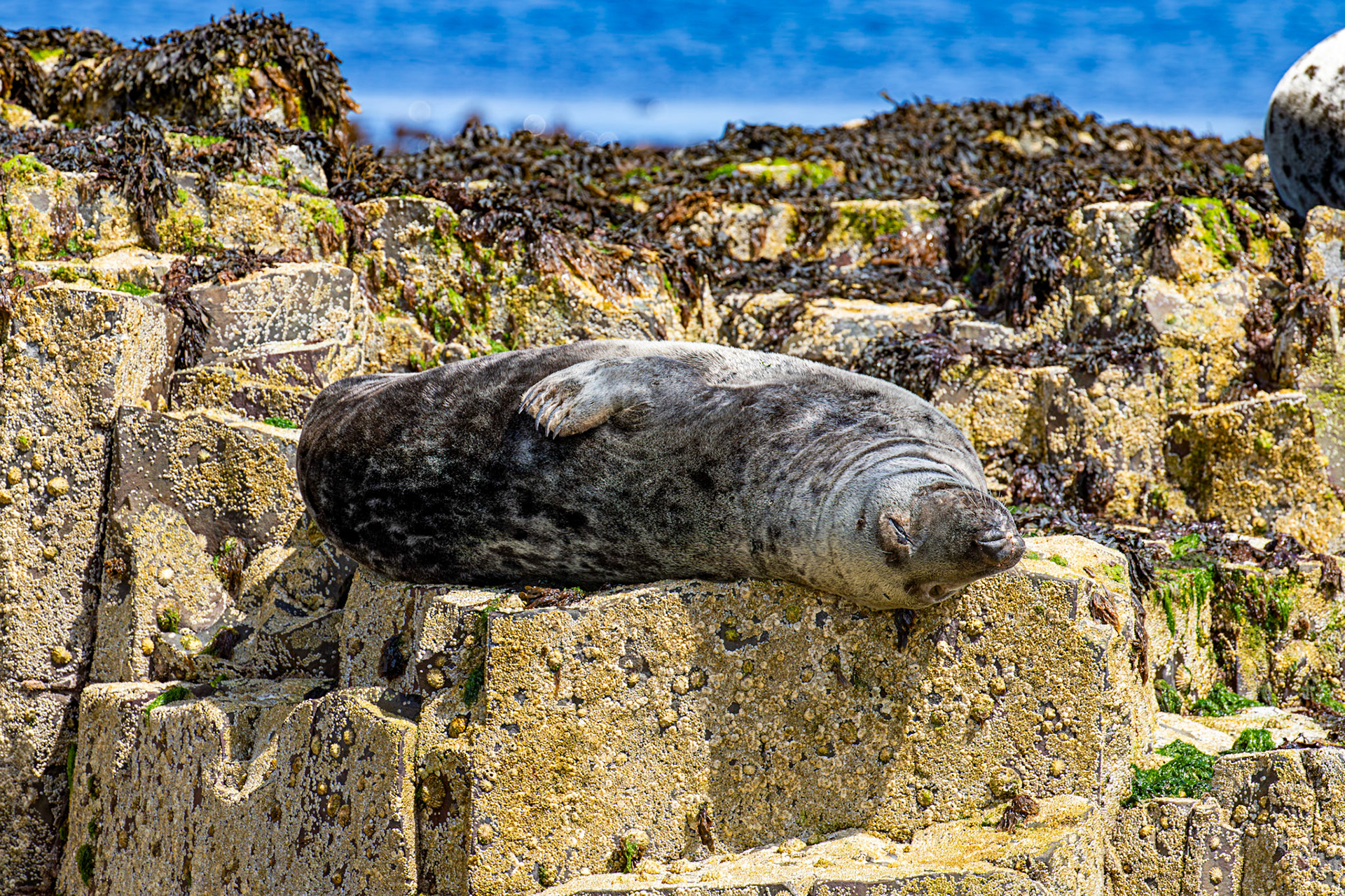 Grey Seals - Farne Islands 03 July 2026