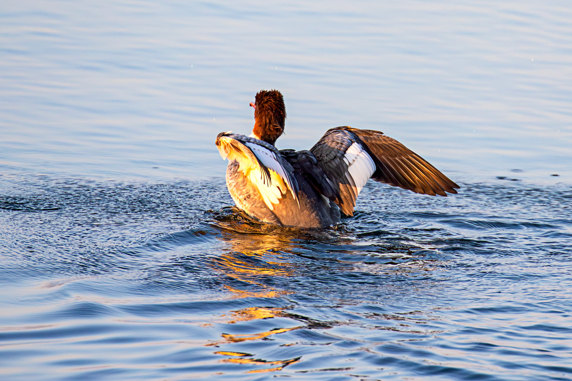 Goosander bathing at Hogganfield Loch 19 March 2025