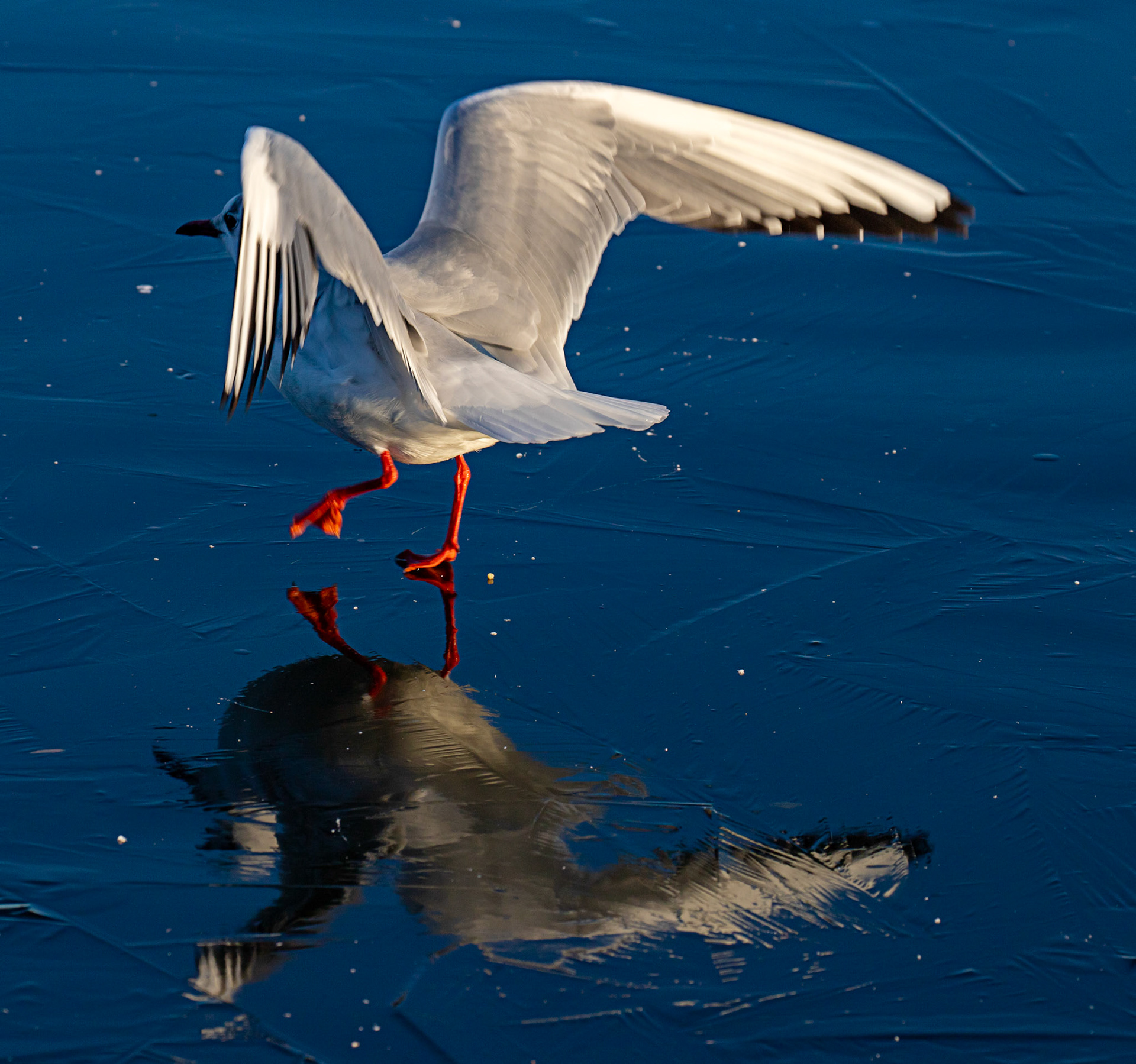 Hogganfield Loch 10 January 2025
