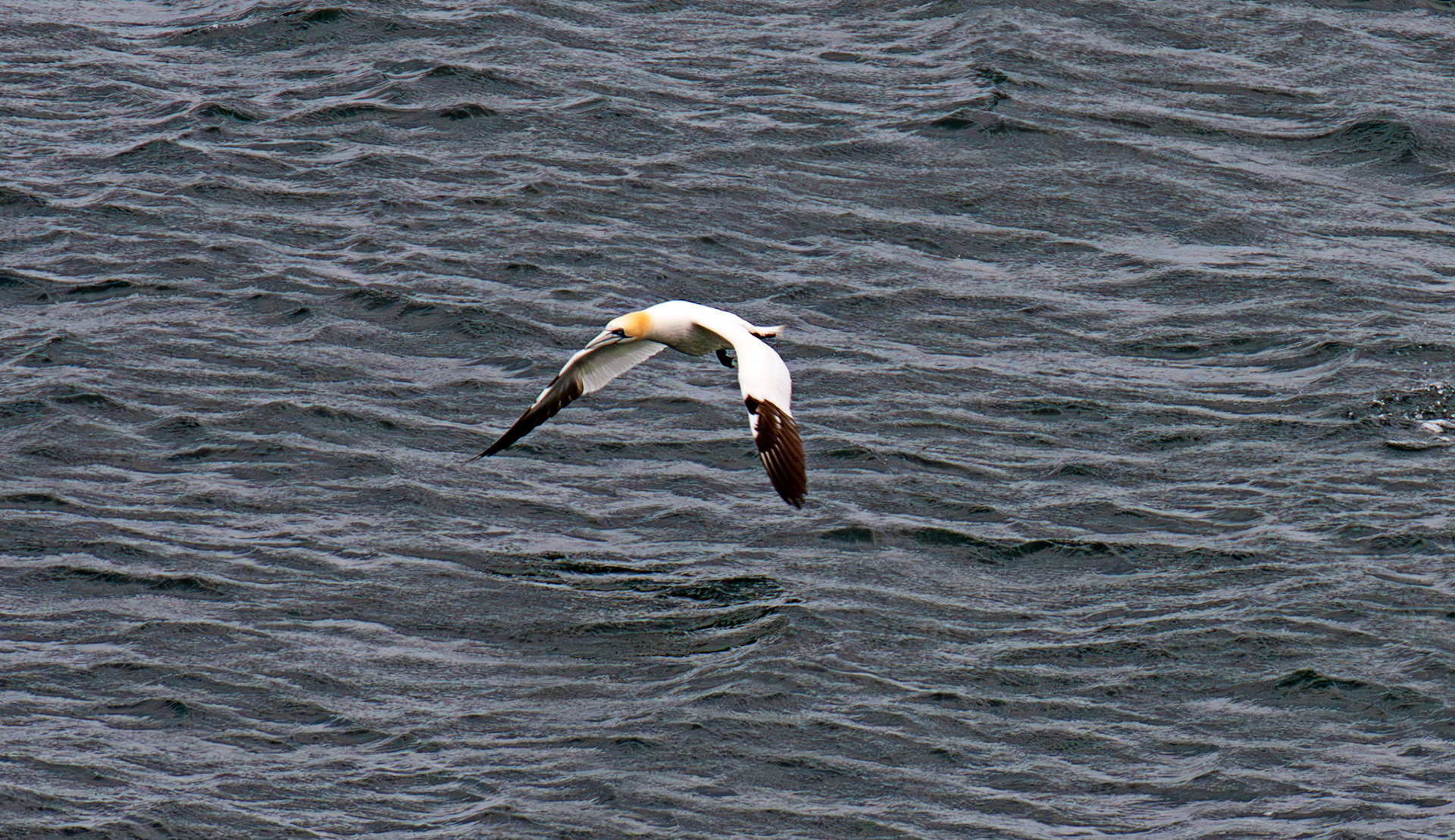 Northern Gannet - Tantallon Castle 04 July 2026