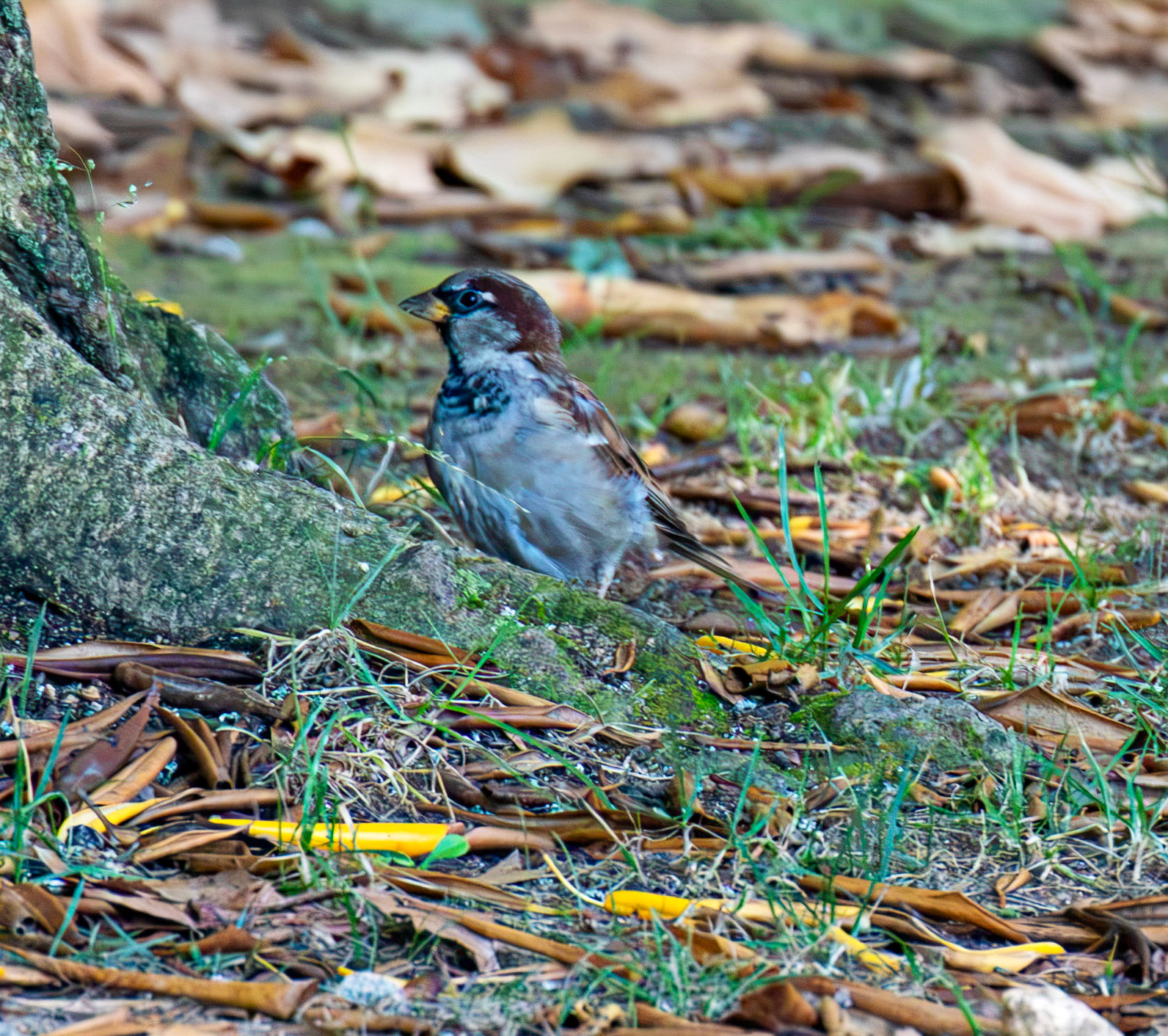 House Sparrow - Porto 18 August 2026