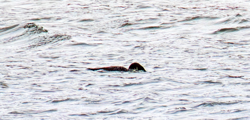 Great Northern Diver: Sail to the Island of Islay 03 March 2025