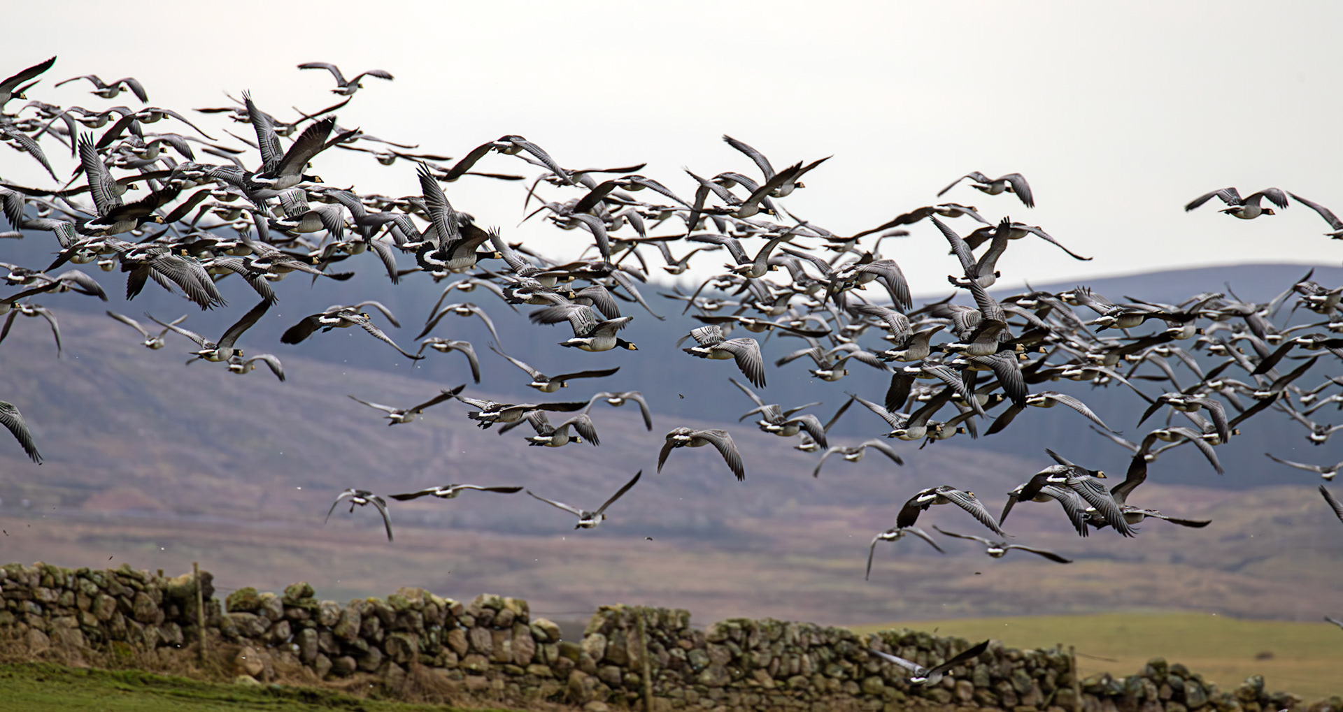 Barnacle Geese: The Island of Islay 04 March 2025