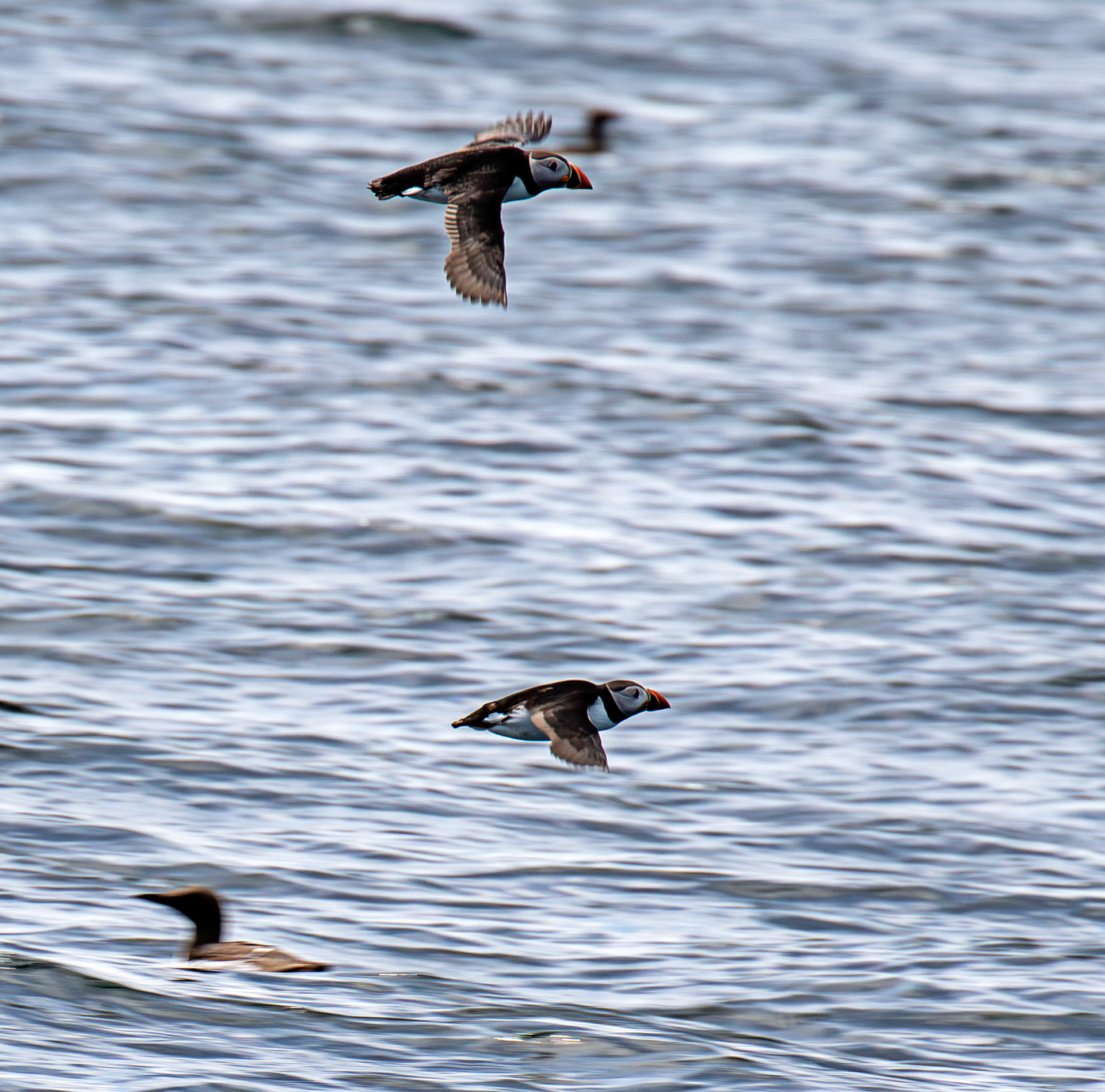 Puffins - Farne Islands 03 July 2026