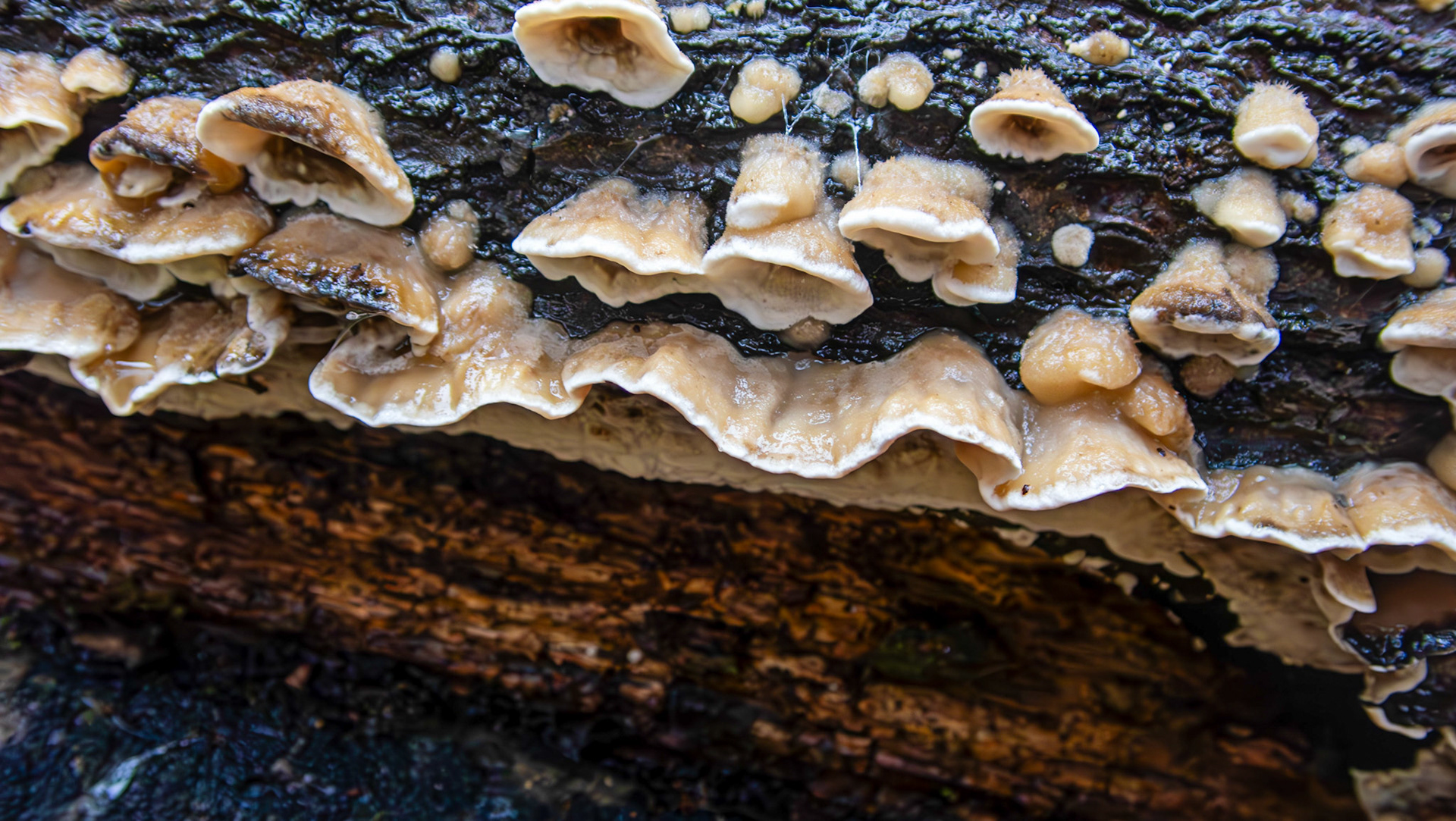 Smoky Bracket (Bjerkandera adusta) Deans Woods 08 November 2025