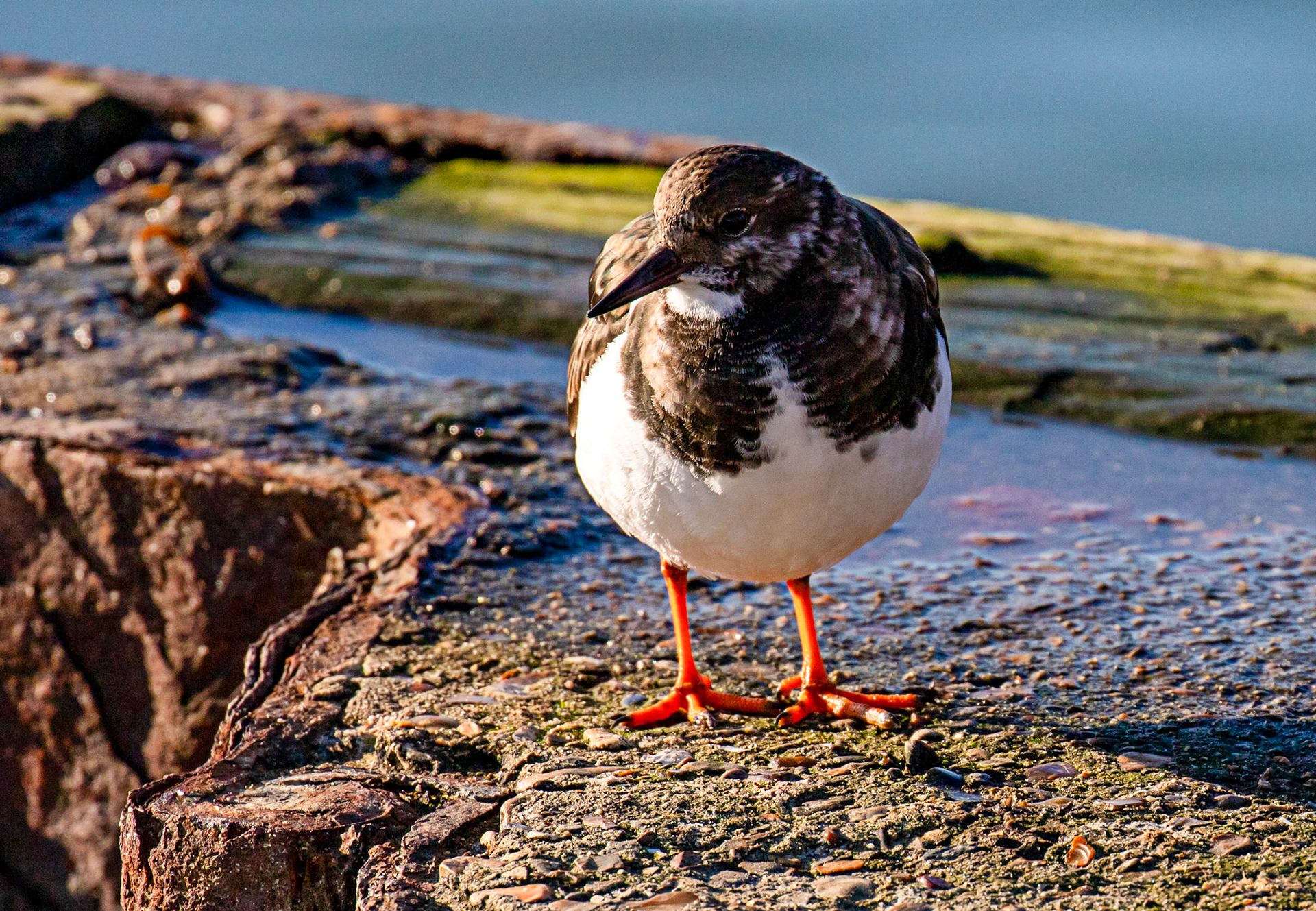 Turnstones at Titchfield Haven 02 January 2025