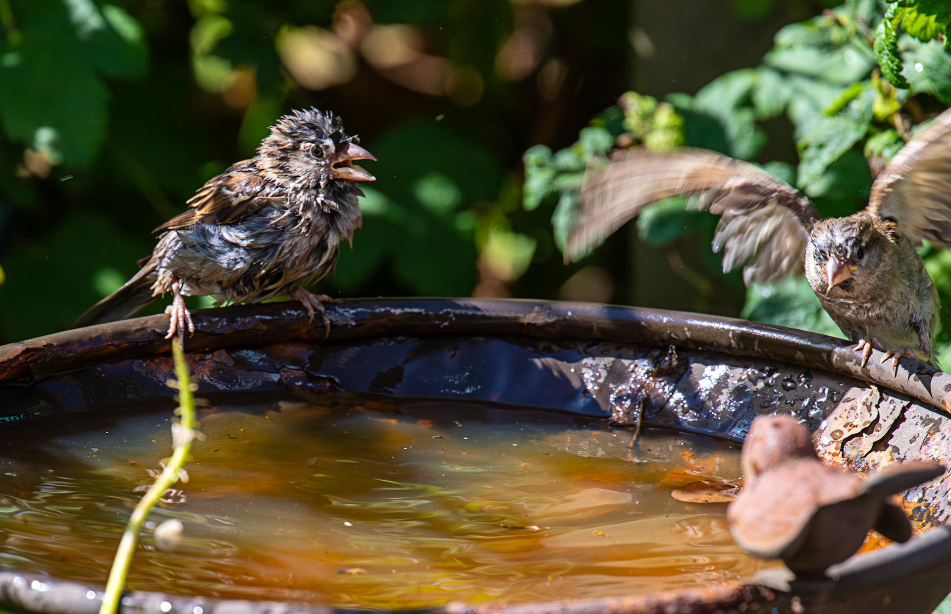 House Sparrows bathing in Livingston 12 July 2025