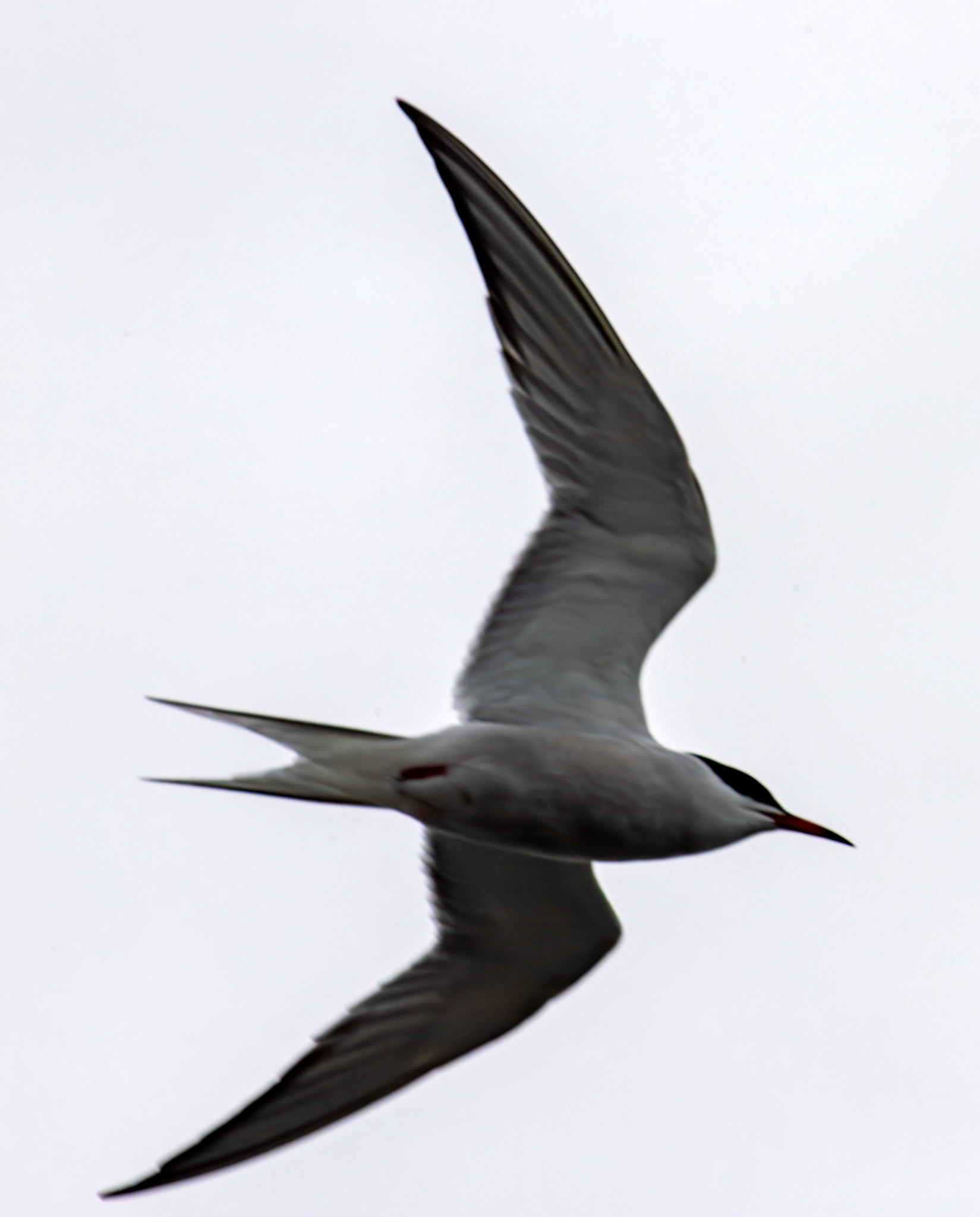 Common Tern - Wick 02 May 2026