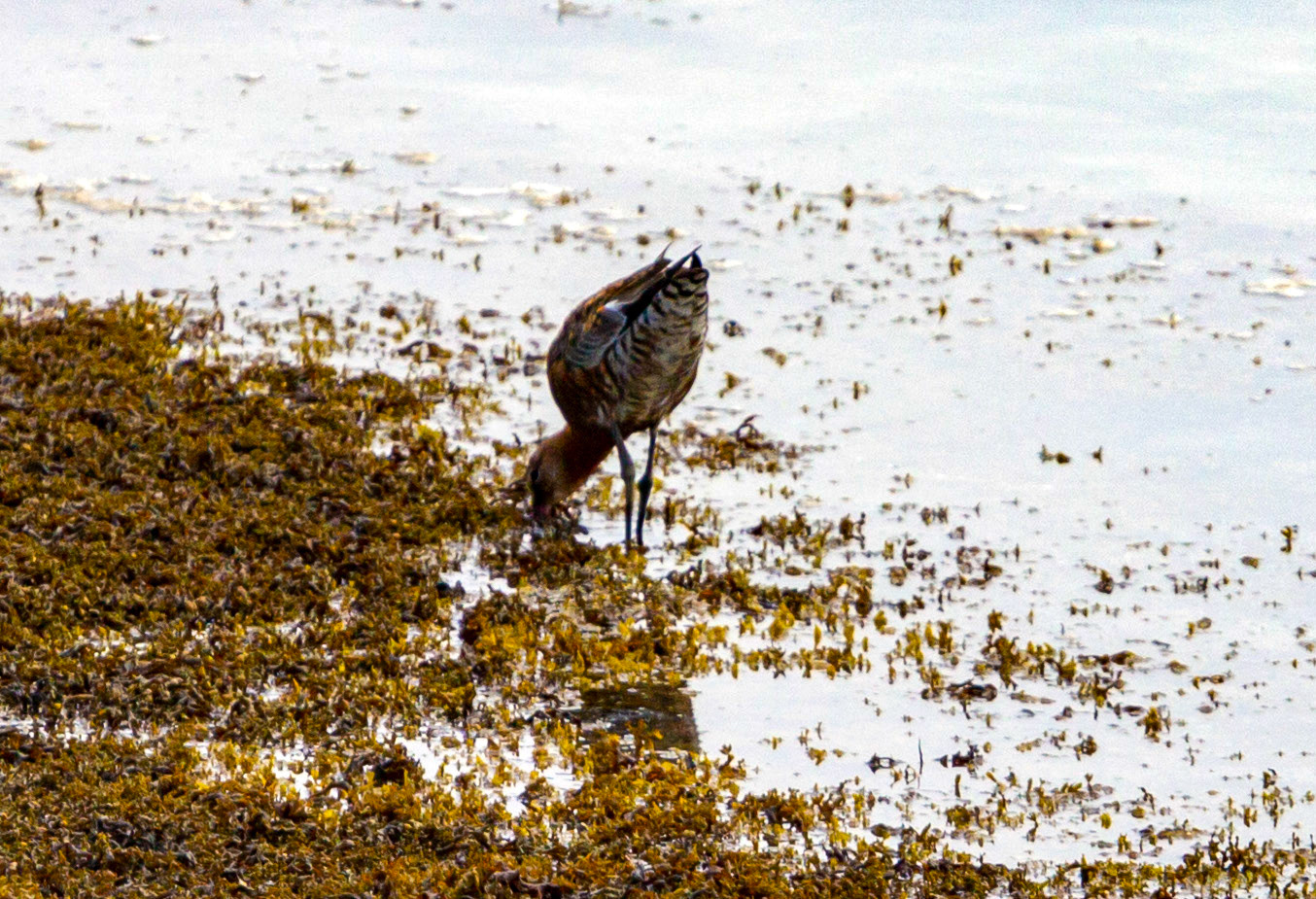 Bar Tailed Godwit - Yarmouth IOW 19  July 2022