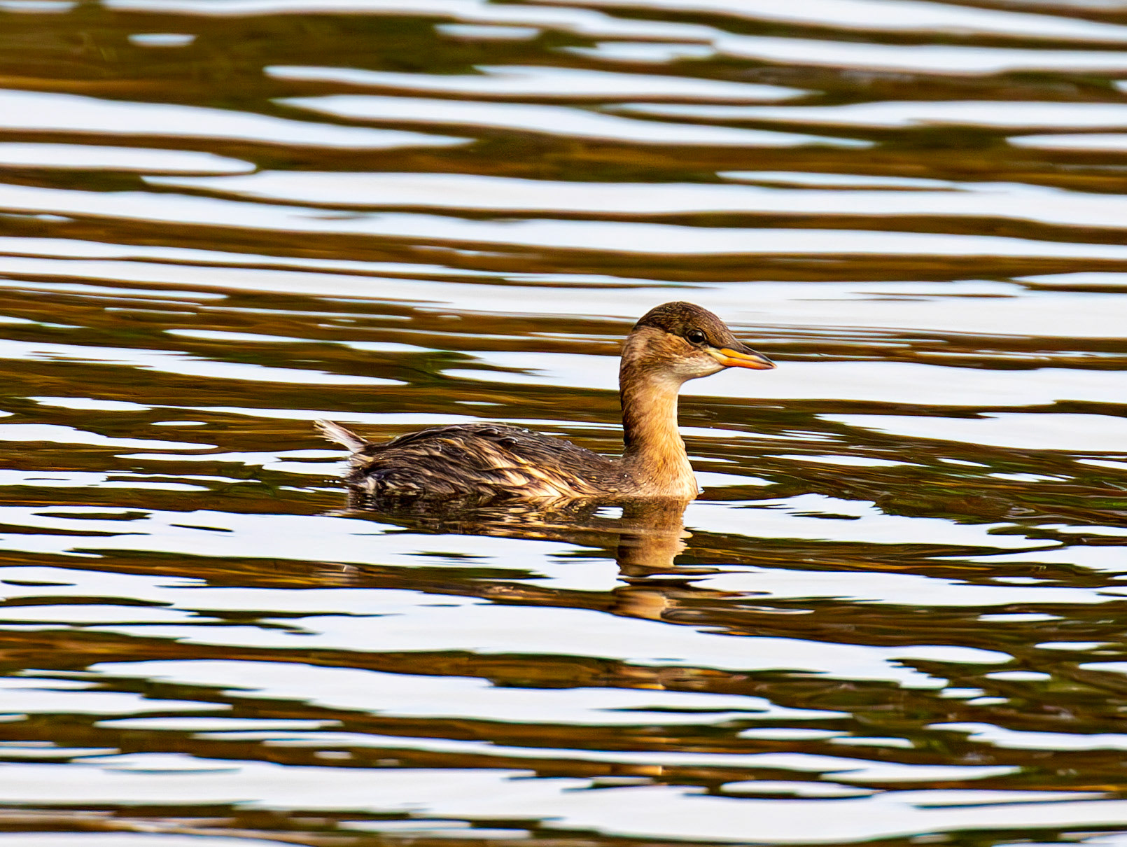 Little Grebe. Linlithgow Loch 02 December 2024