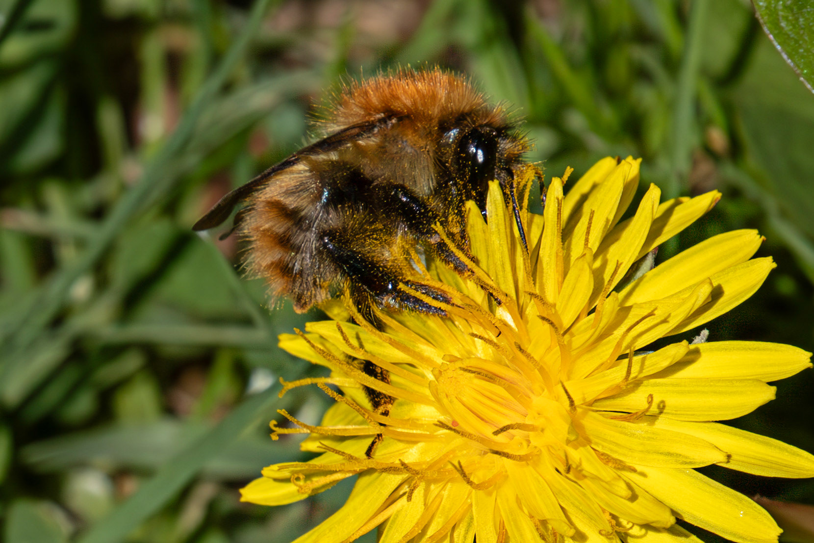Whitehouse Wood near Kelty 20 April 2025