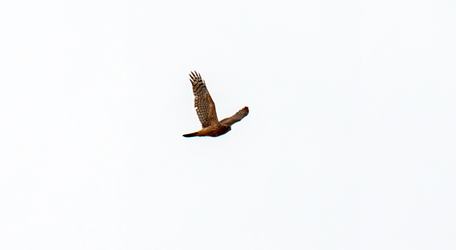 European Honey Buzzard. Reserva Natural do Estuario do Douro 20 August 2026