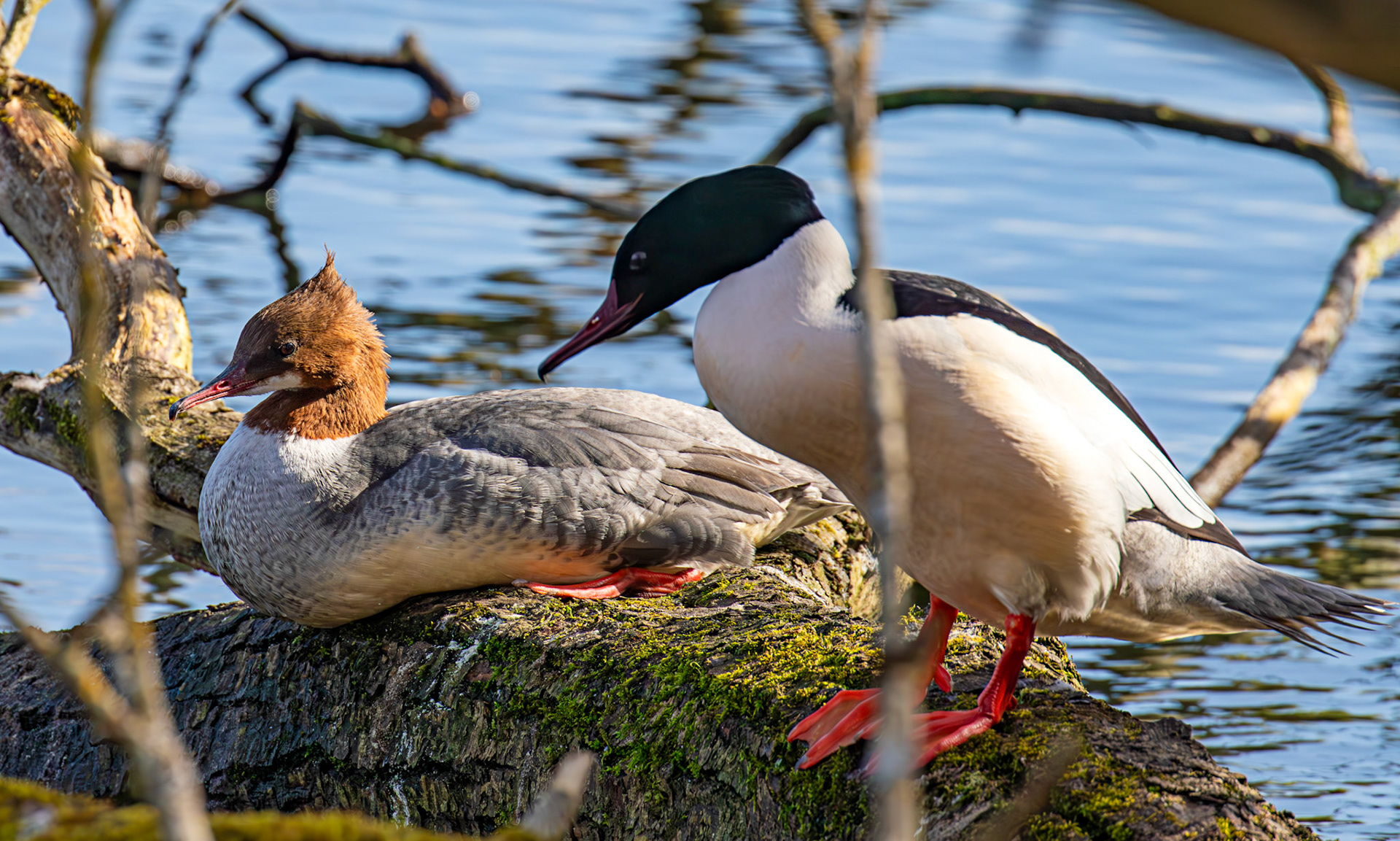 Goosander at Linlithgow Loch 11 March 2026