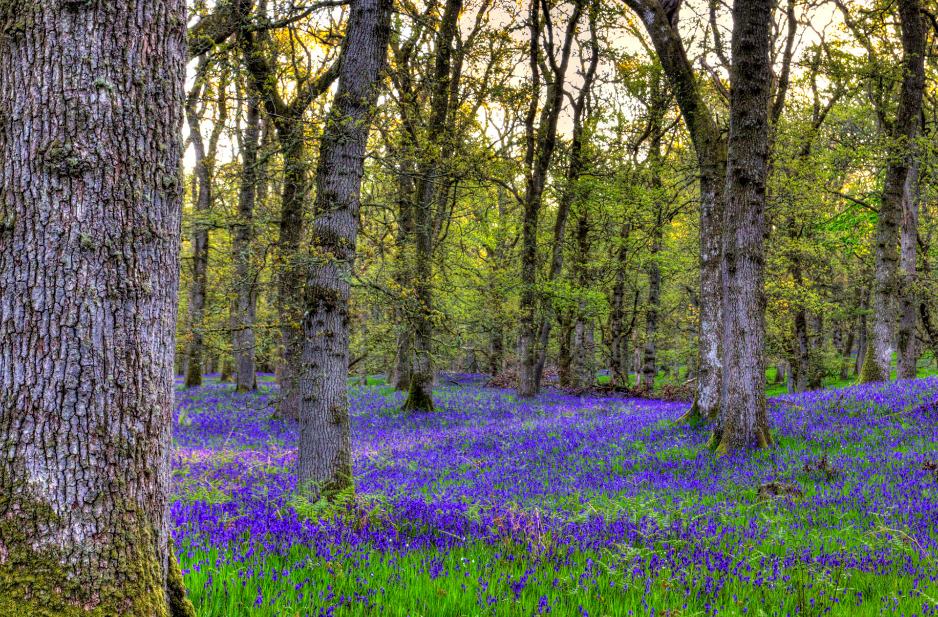 Kinclaven Bluebell Woods 16 May 2026