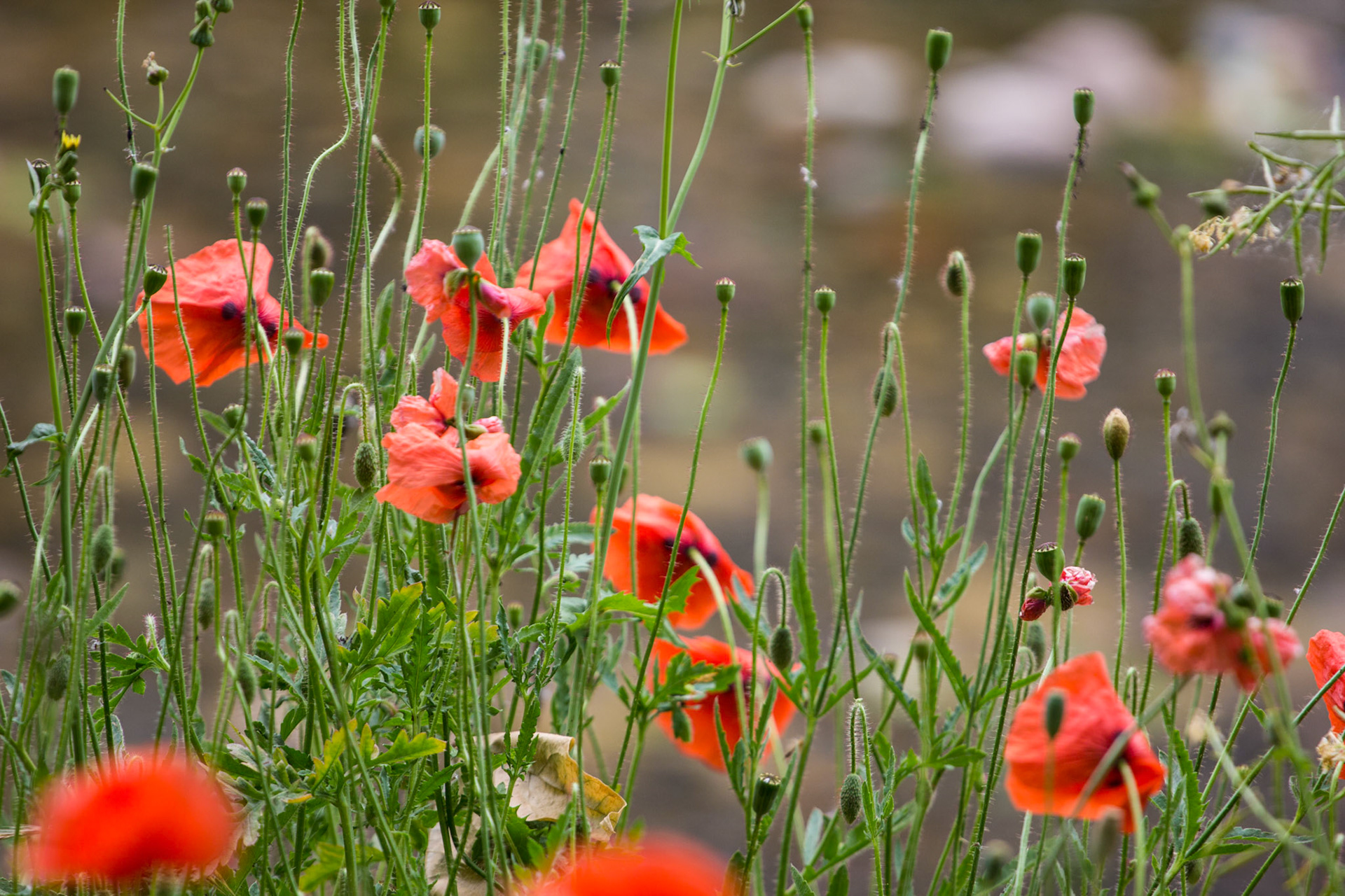 Poppies Cernay FrancePlease see my other Photographs at: http://www.jamespdeans.co.uk/