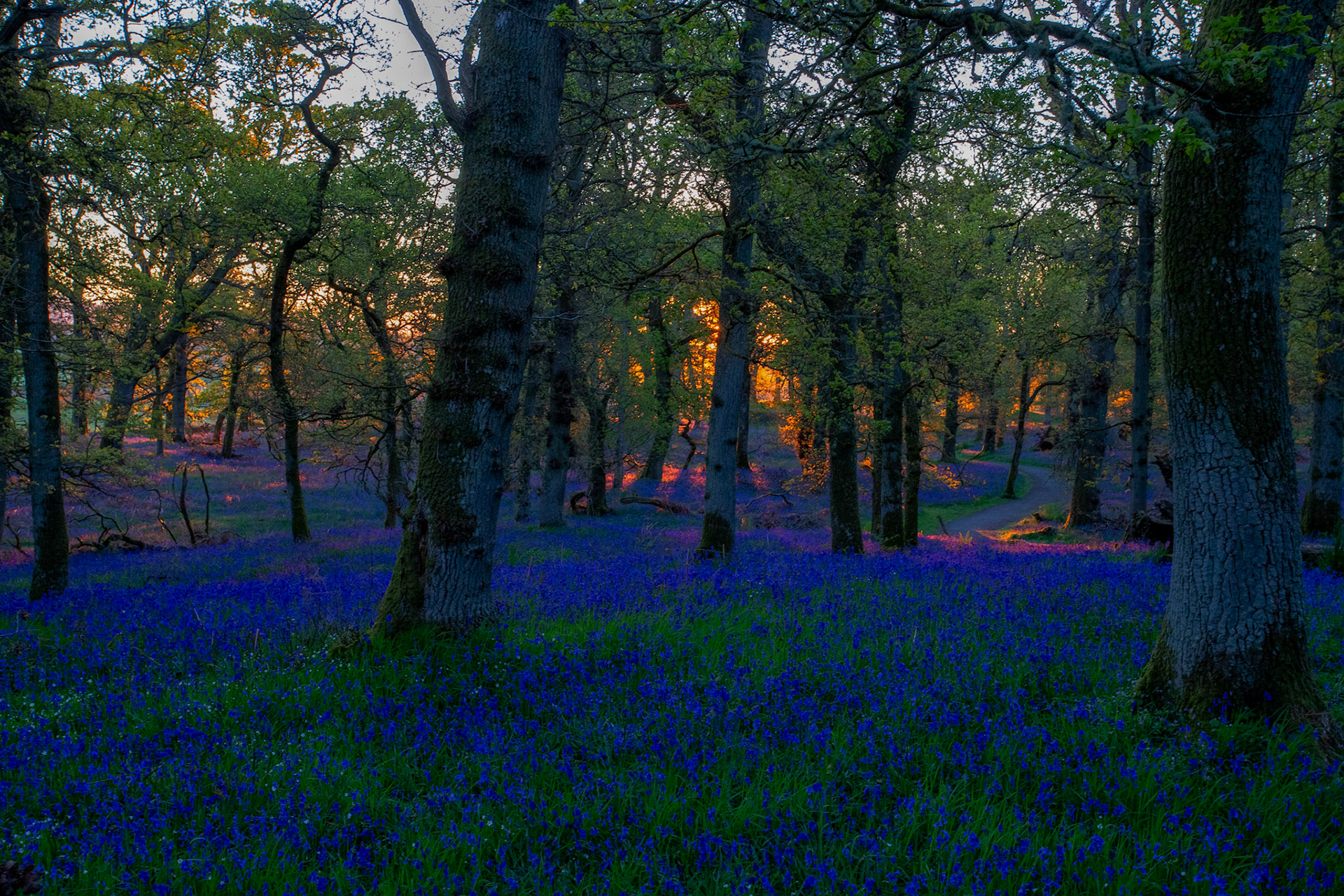 Kinclaven Bluebell Woods 16 May 2026