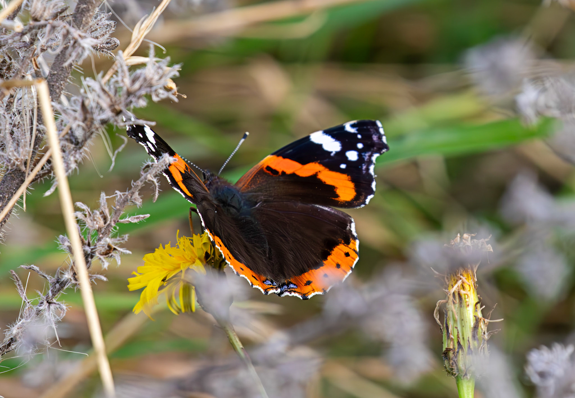 Red Admiral - Barns Ness 30 Sep 2025