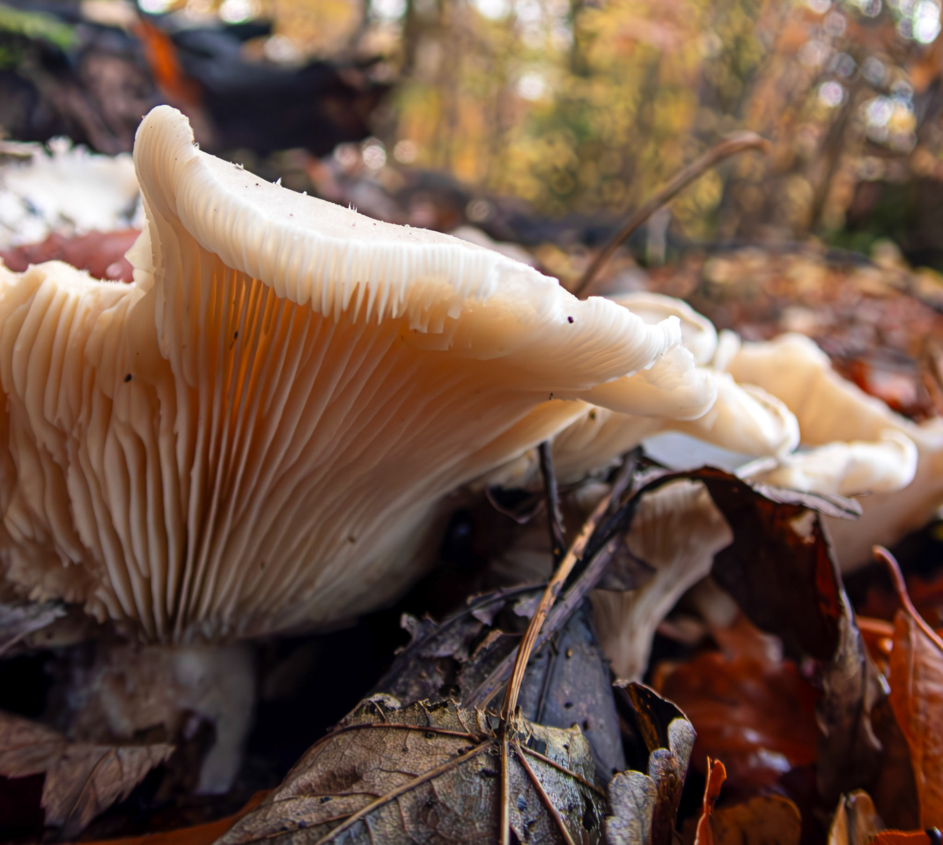 Clouded Funnel (Clitocybe nebularis) Deans Woods 08 November 2025