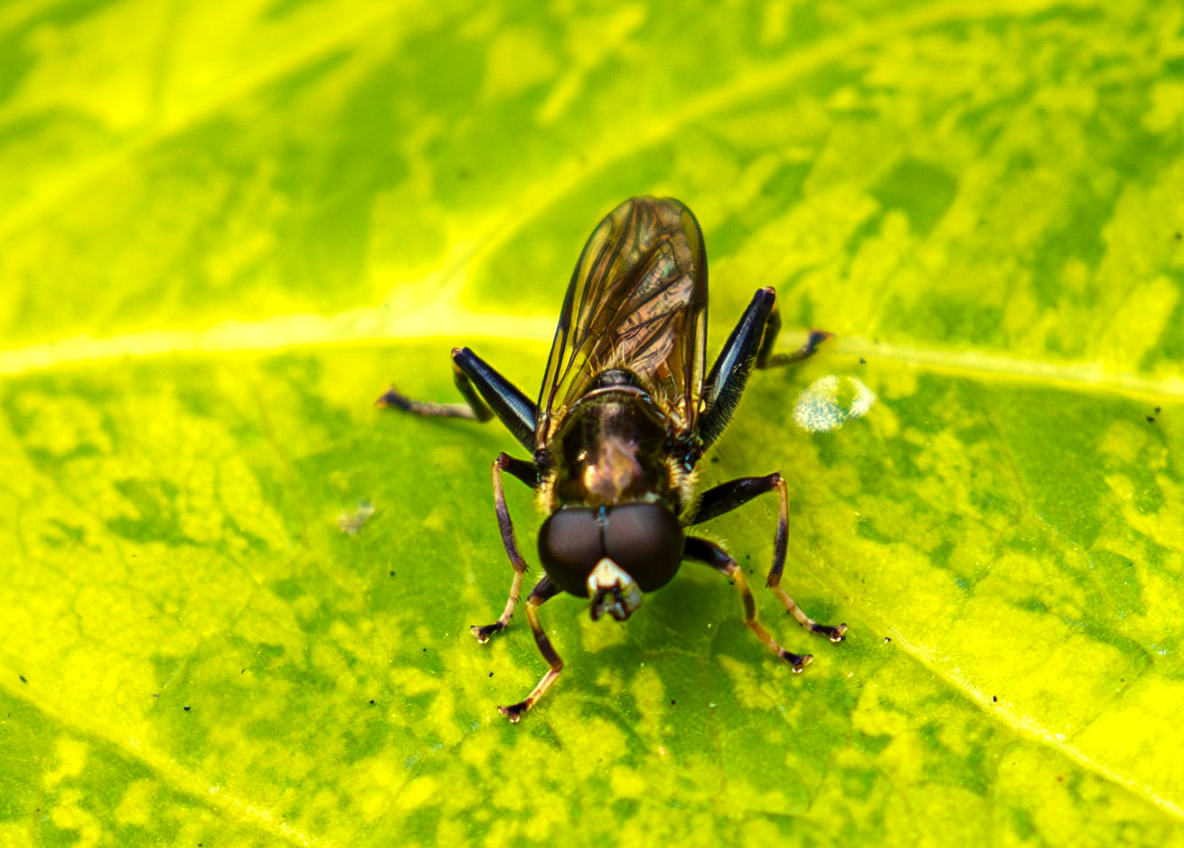 Orange-belted Leafwalker (Xylota segnis) Livingston, West Lothian   13 July 2025